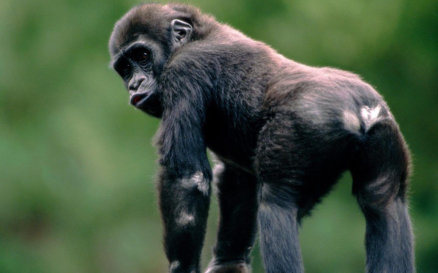 Baby Gorilla Wide HD Wallpaper. Primates. Gorilla