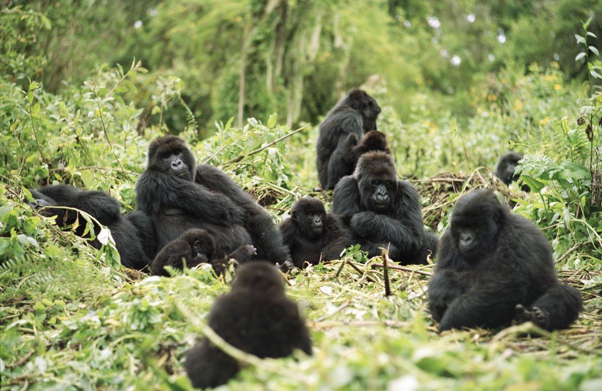 Gorilla HD Desktop Wallpaper