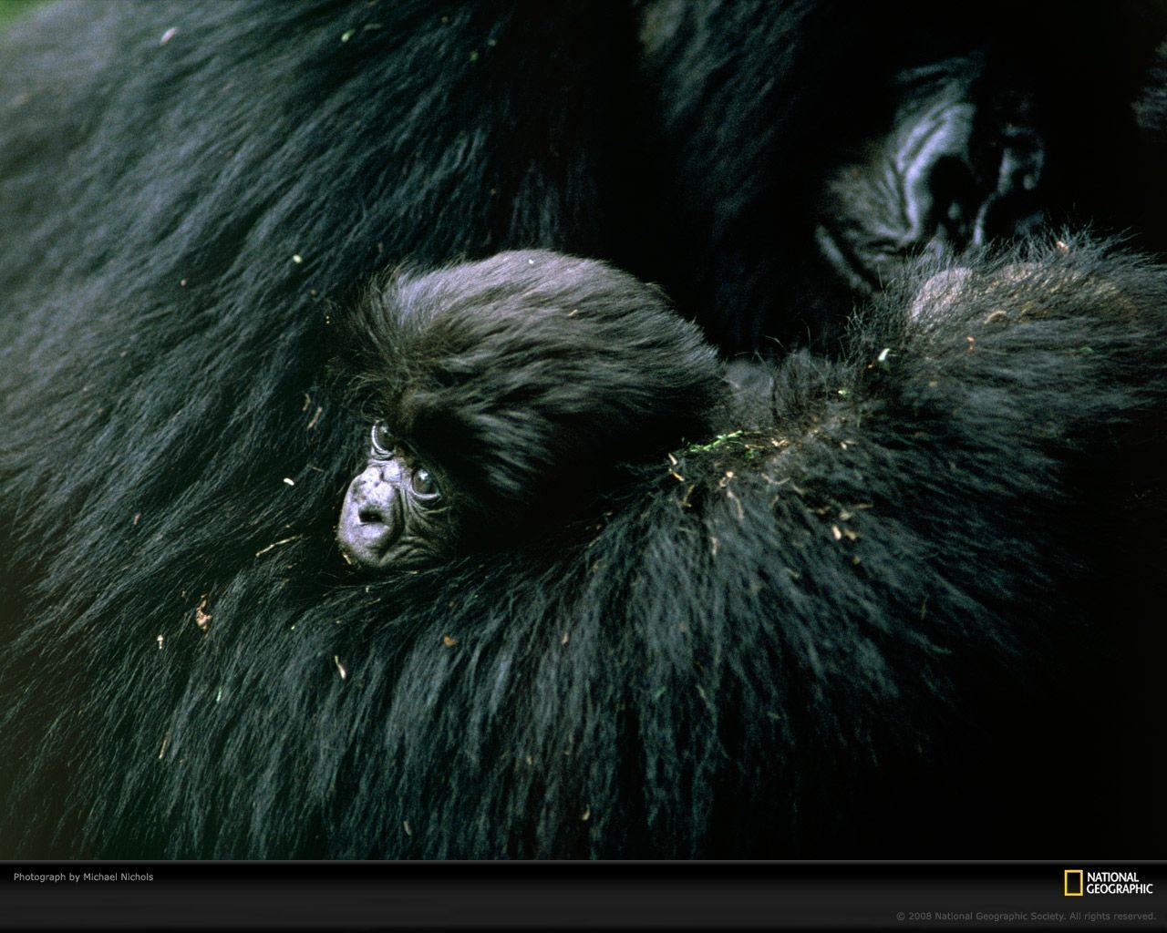 Baby Gorilla Photo, Gorilla Wallpaper, Download, Photo