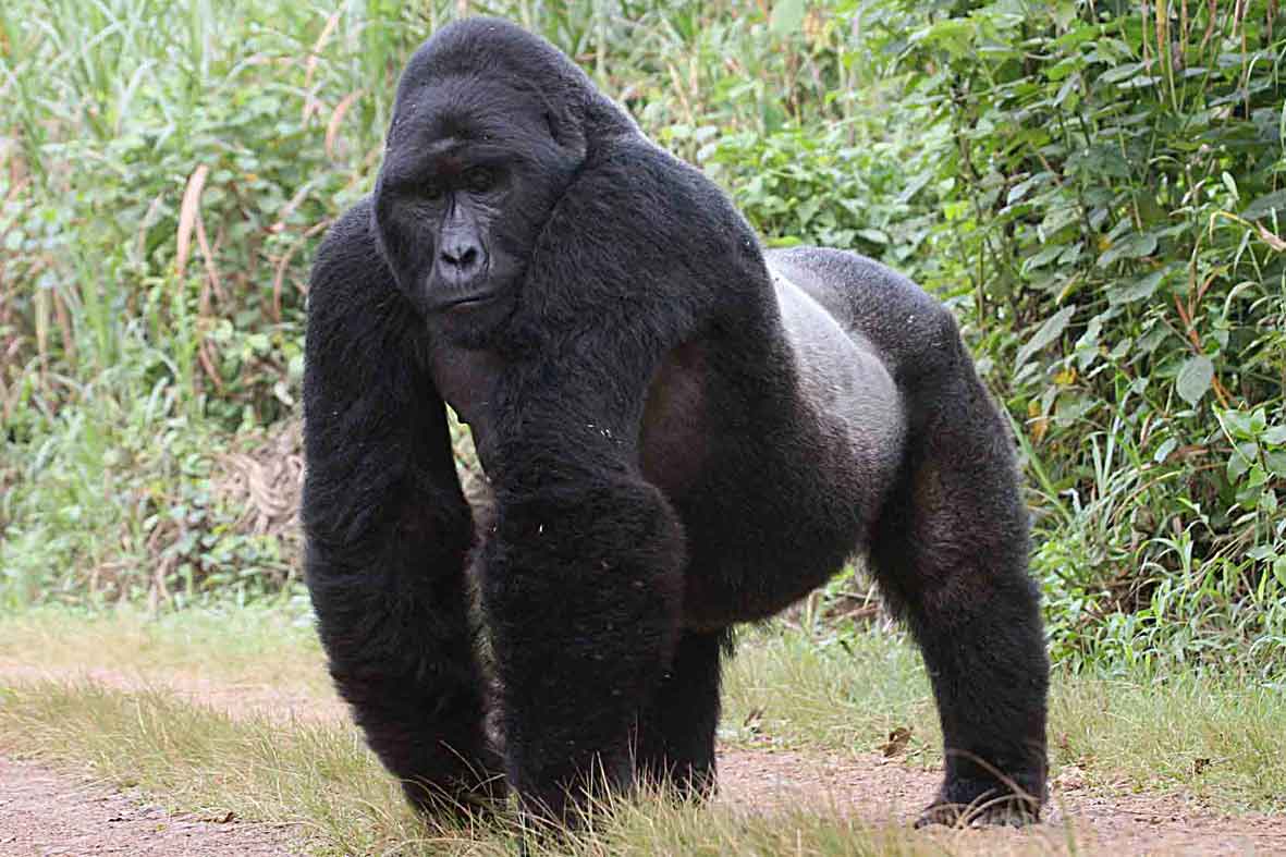 Gorilla HD Desktop Wallpaper