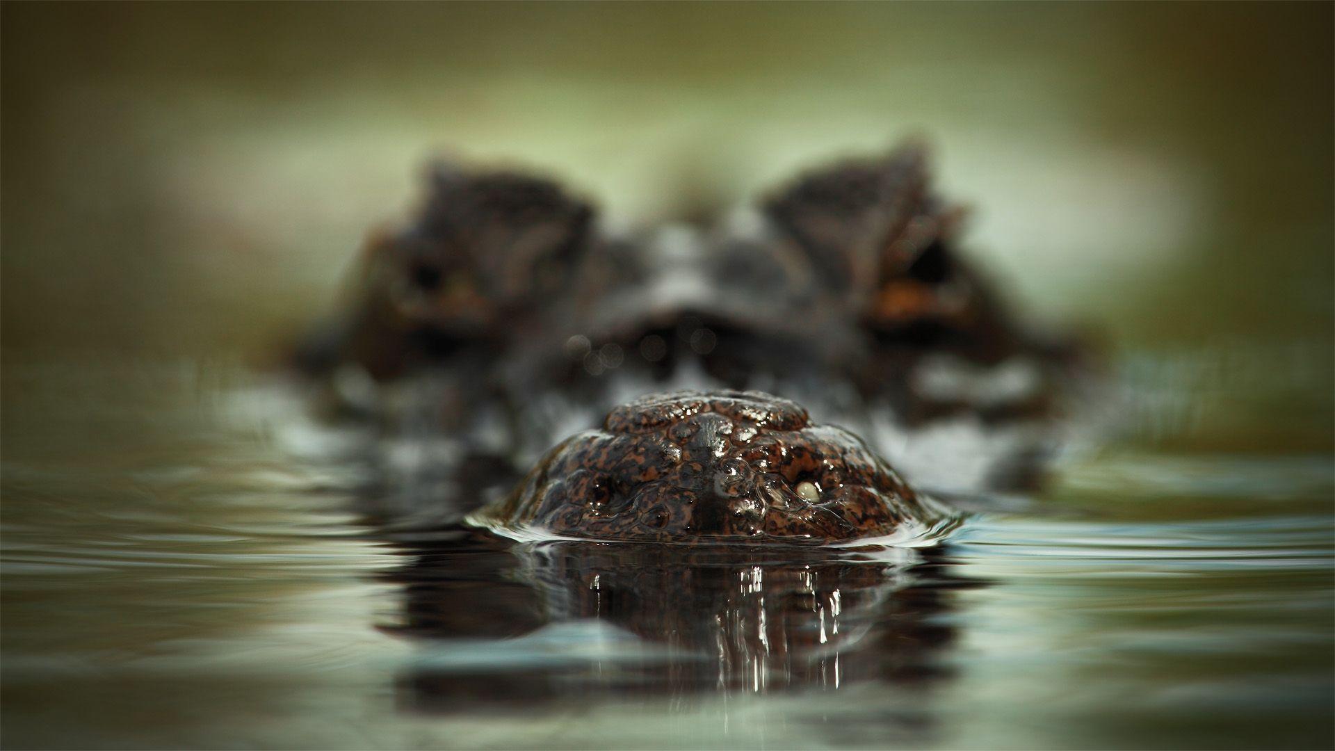 Download Wallpaper 1920x1080 Face, Crocodile, Water, Scary