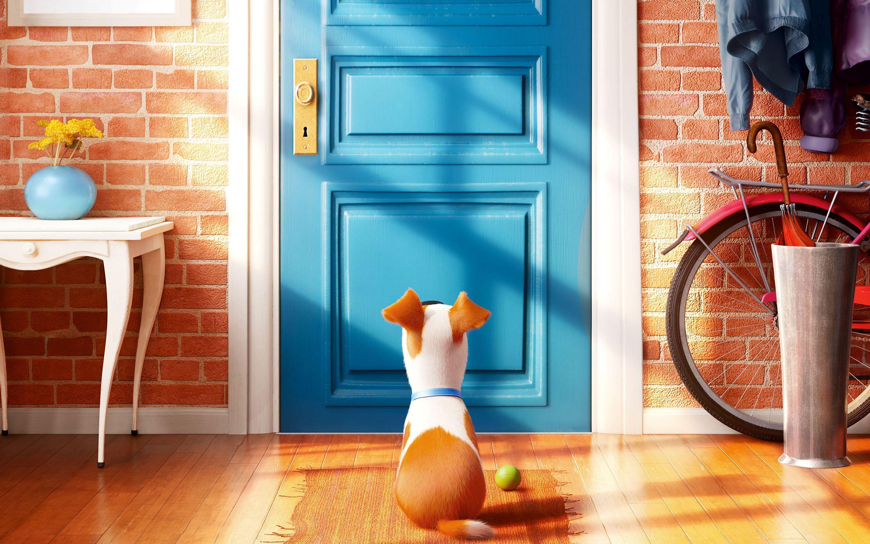 The Secret Life of Pets HD Wallpaper. Background