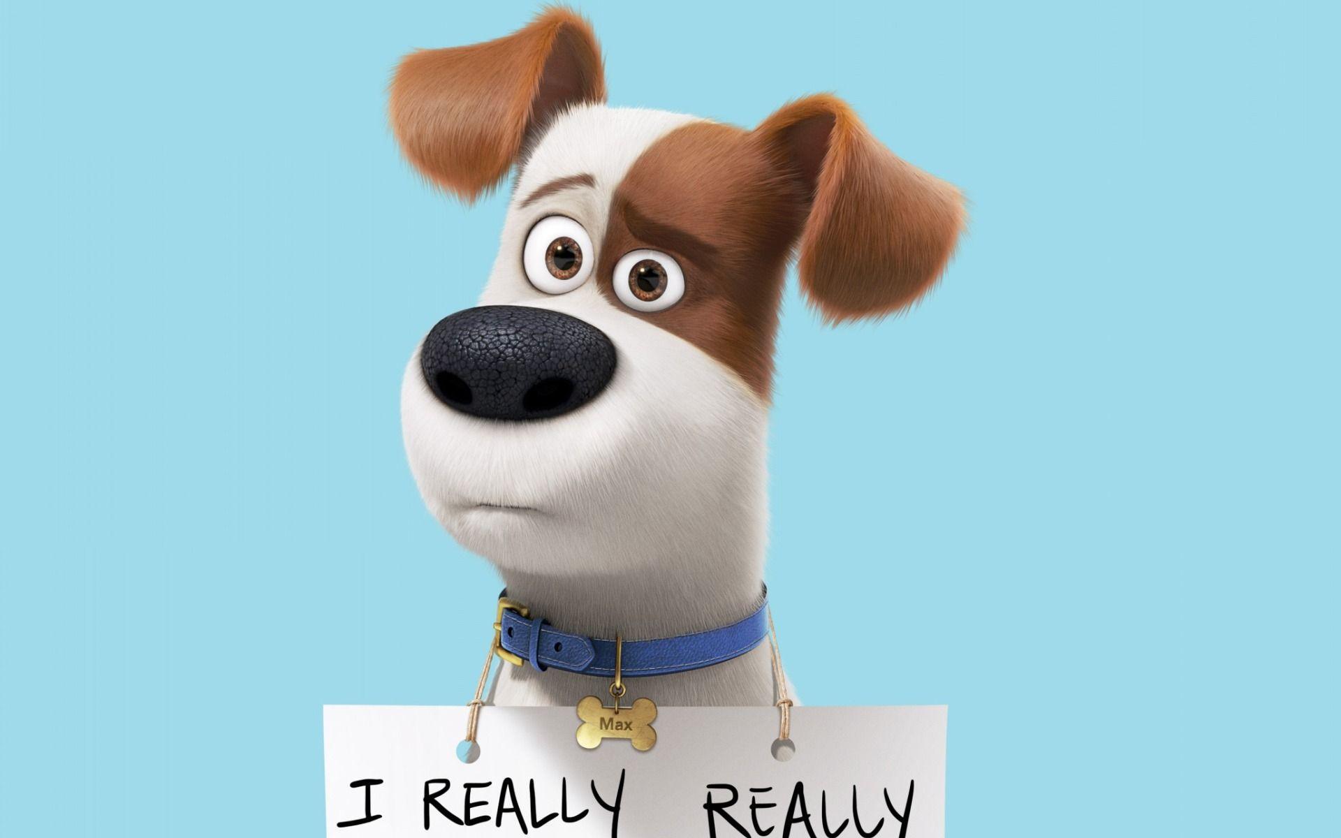 The Secret Life Of Pets Wallpaper, Image, Background, Photo