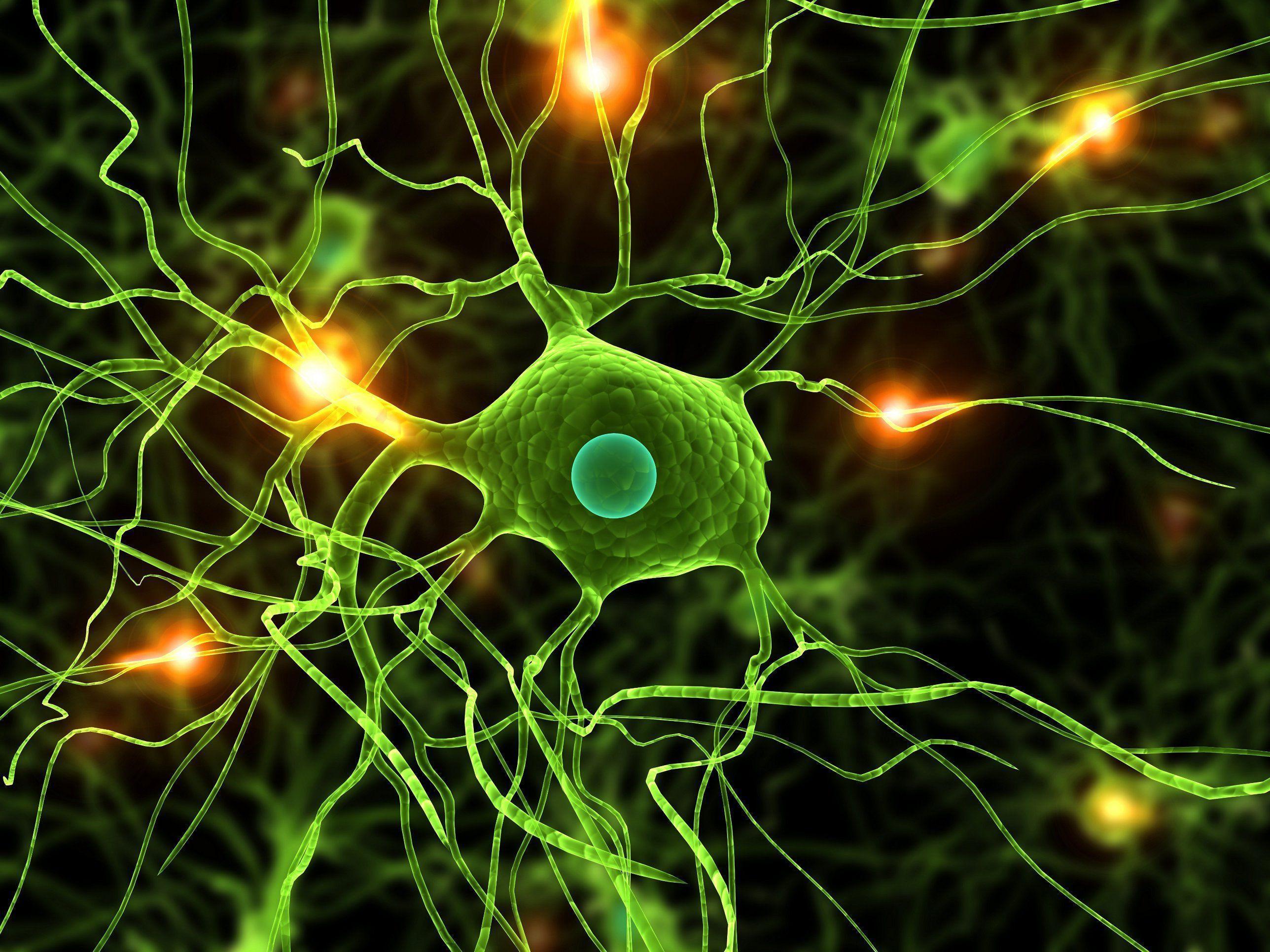 Neuron HD Wallpaper and Background Image
