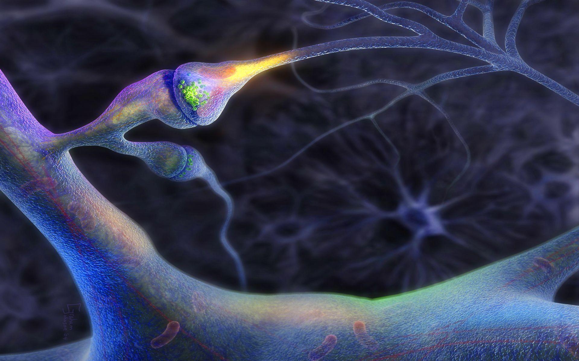 neuron wallpaper. Brain Neurons HD wallpaper. Neuroscience