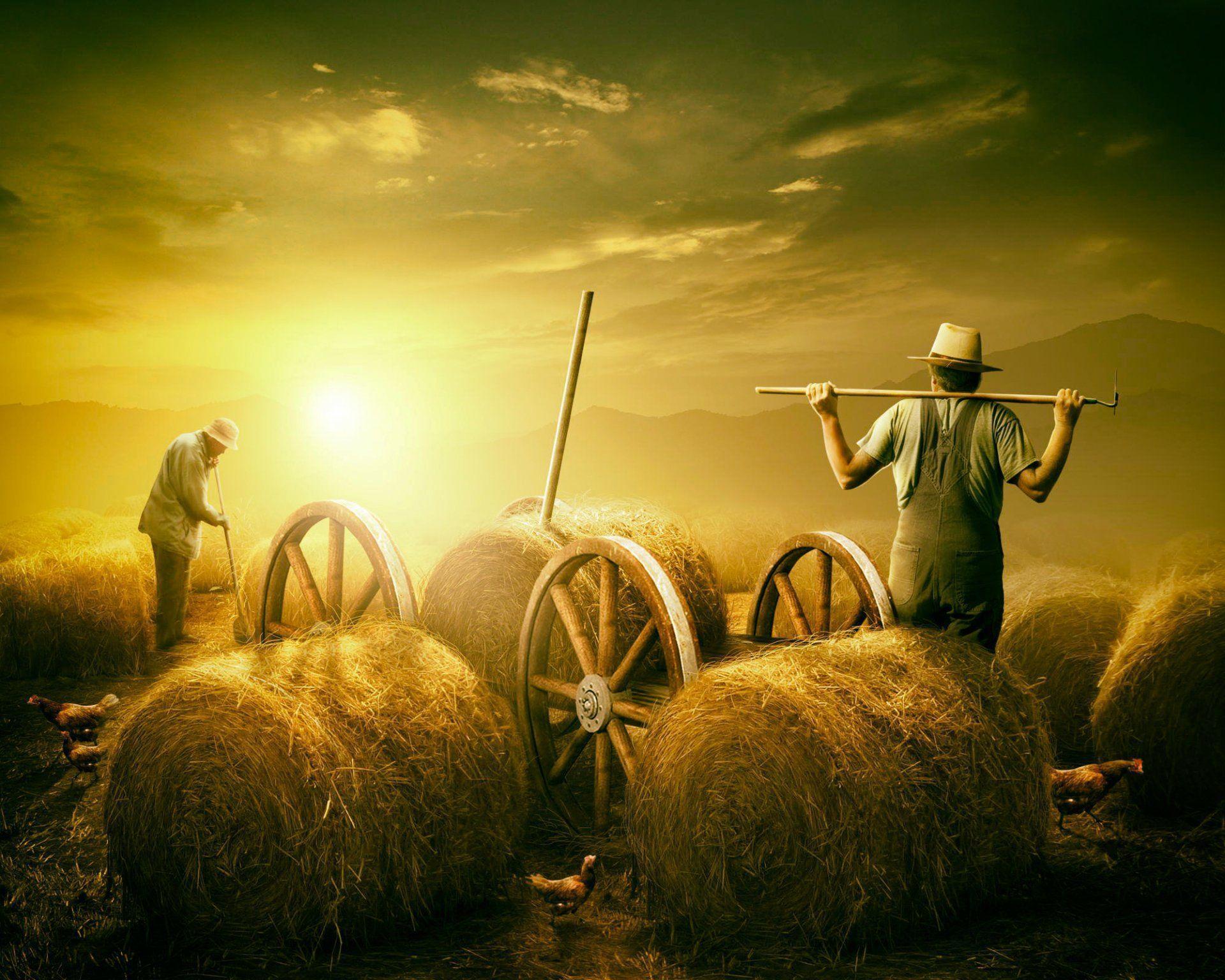 farmer summer hay heat harvest HD wallpaper