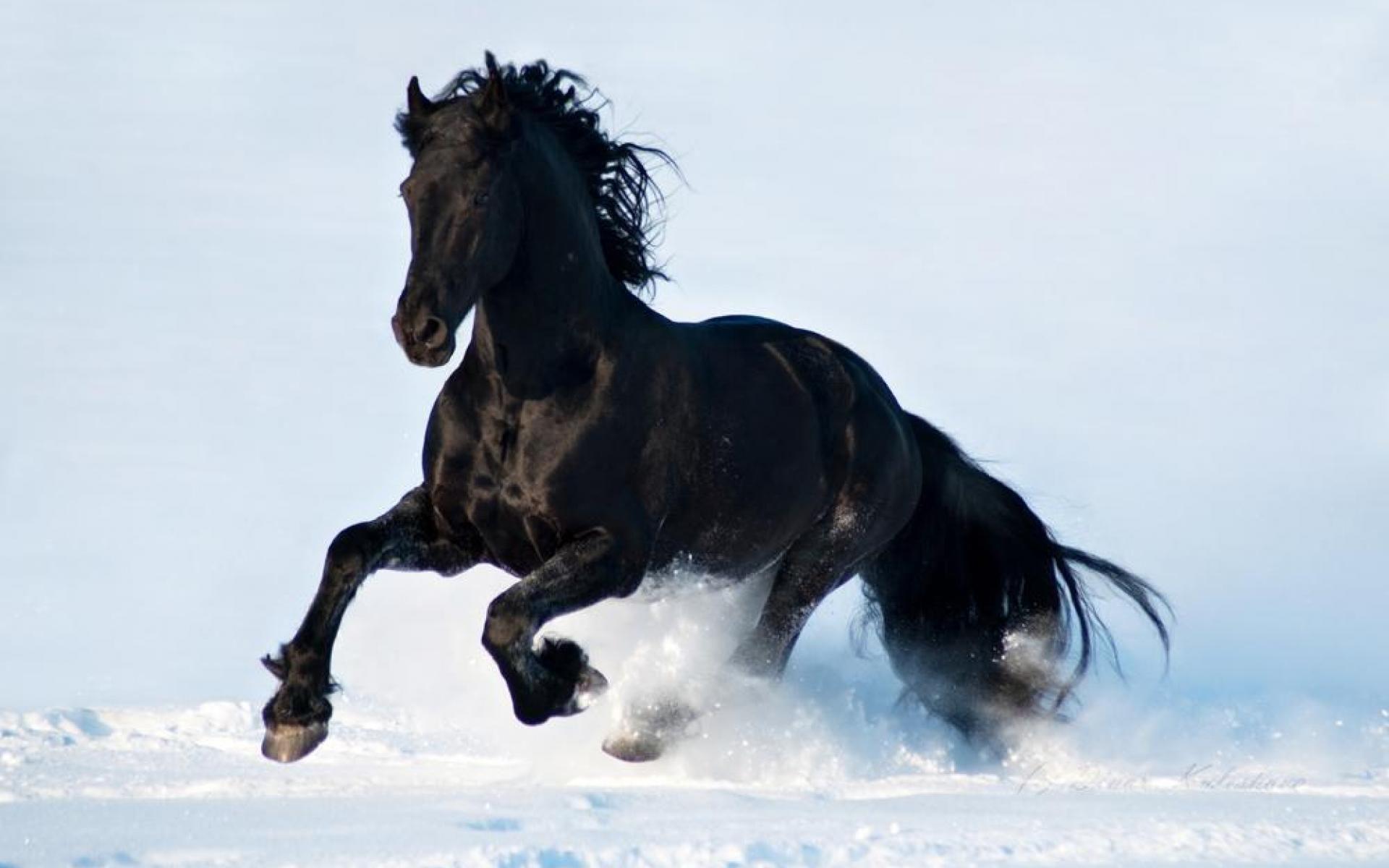 Black Horse Desktop Wallpaper