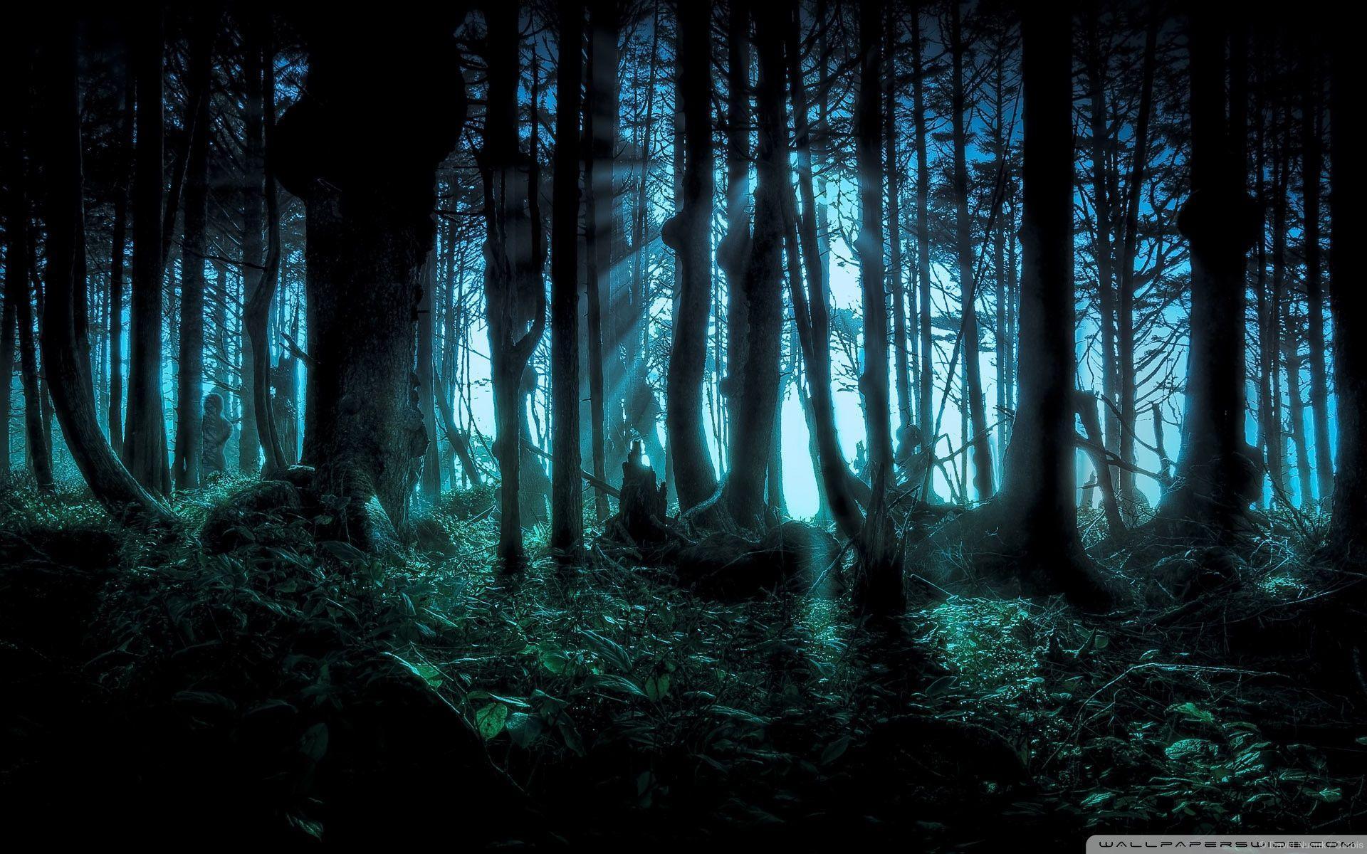 Mysterious Forest HD desktop wallpaper, Widescreen, High