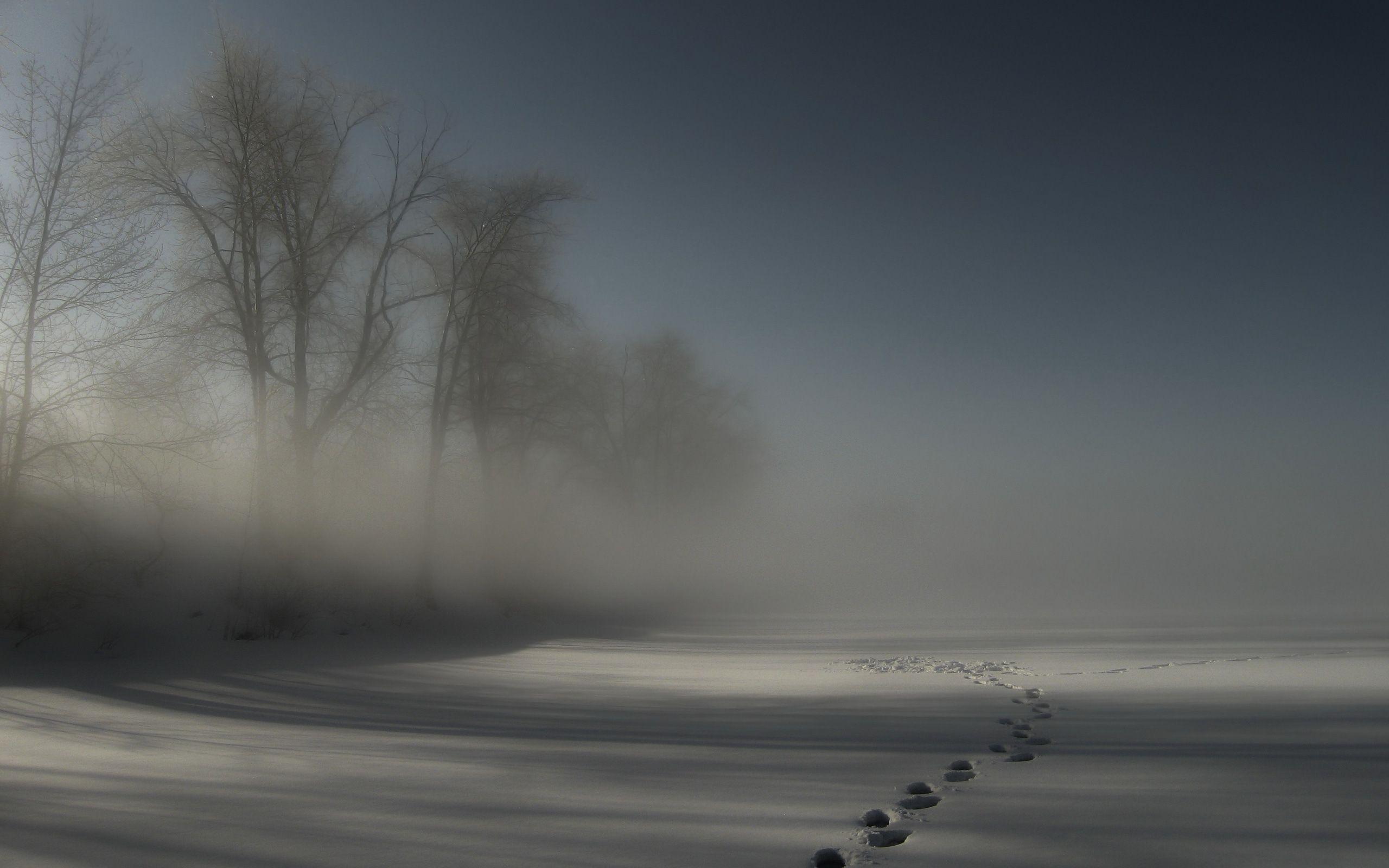 Download Wallpaper 2560x1600 Tracks, Fog, Snow, Trees, Darkness