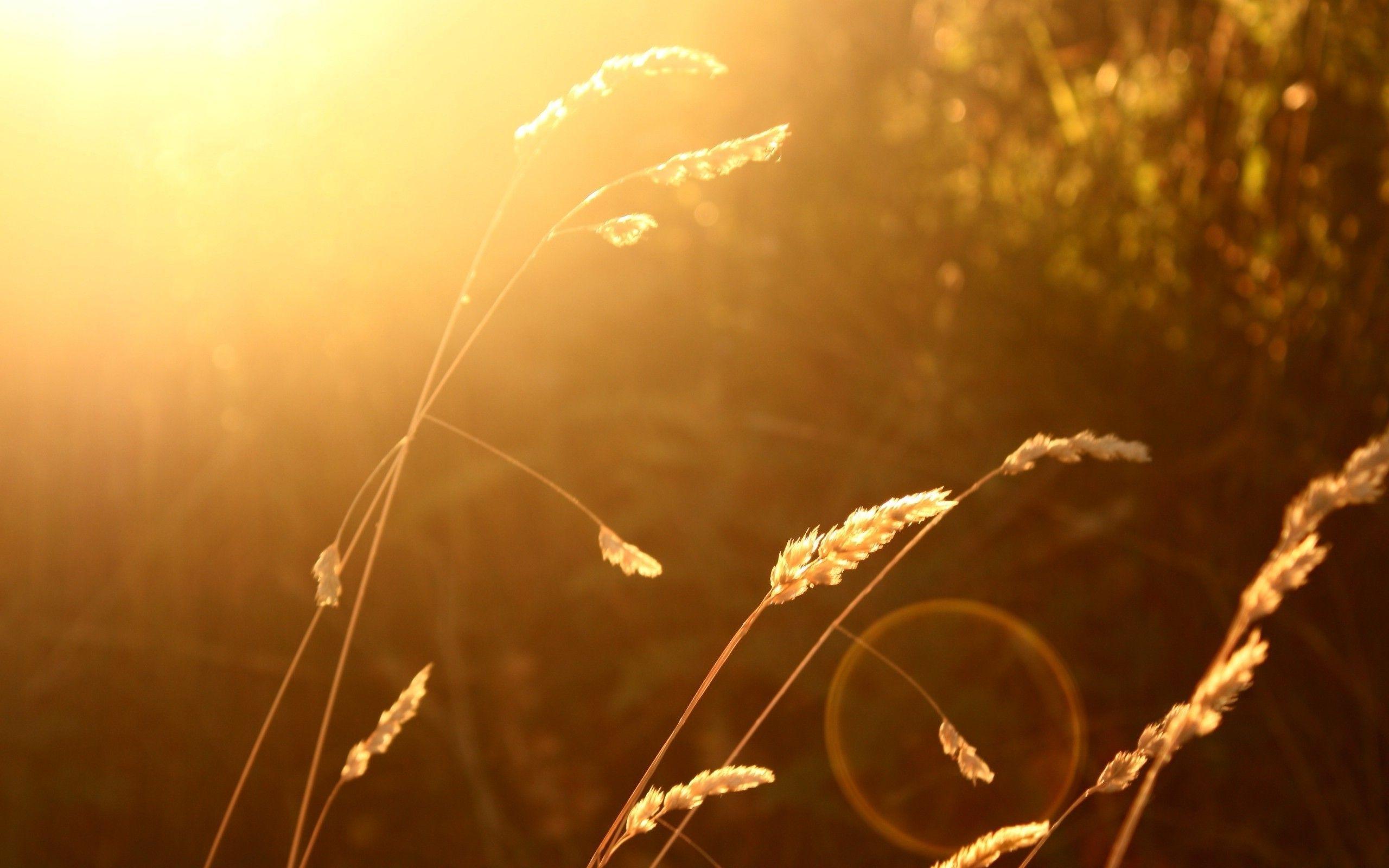 wheat, Sunlight, Blurred, Nature, Lens Flare Wallpaper HD