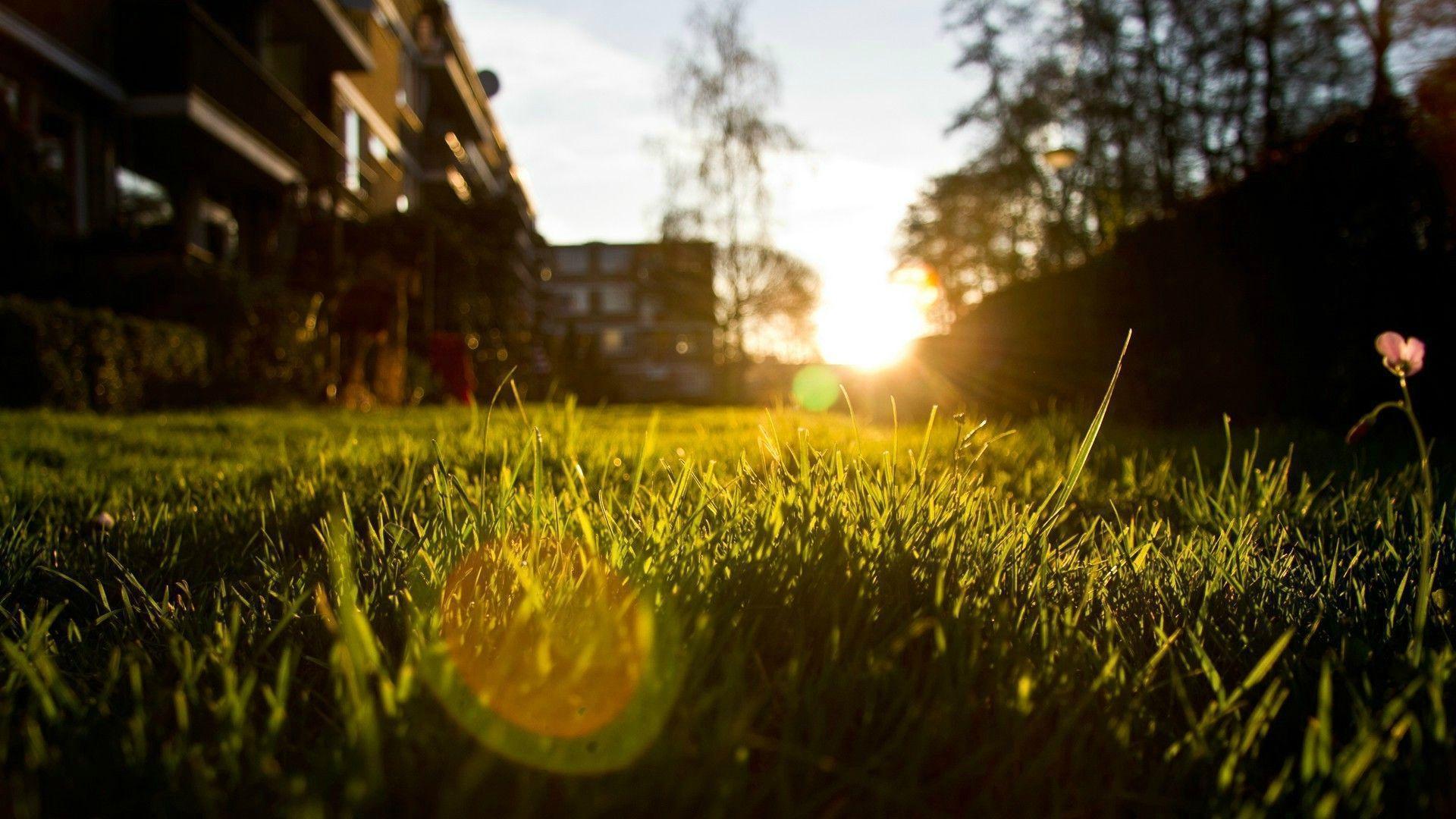 Download HD grass, Depth Of Field, Nature, Lens Flare Wallpaper