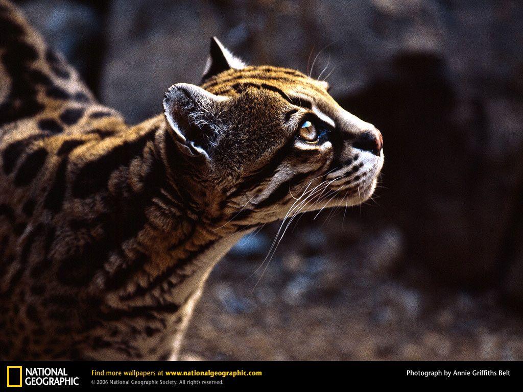 Ocelot Picture, Ocelot Desktop Wallpaper, Free Wallpaper