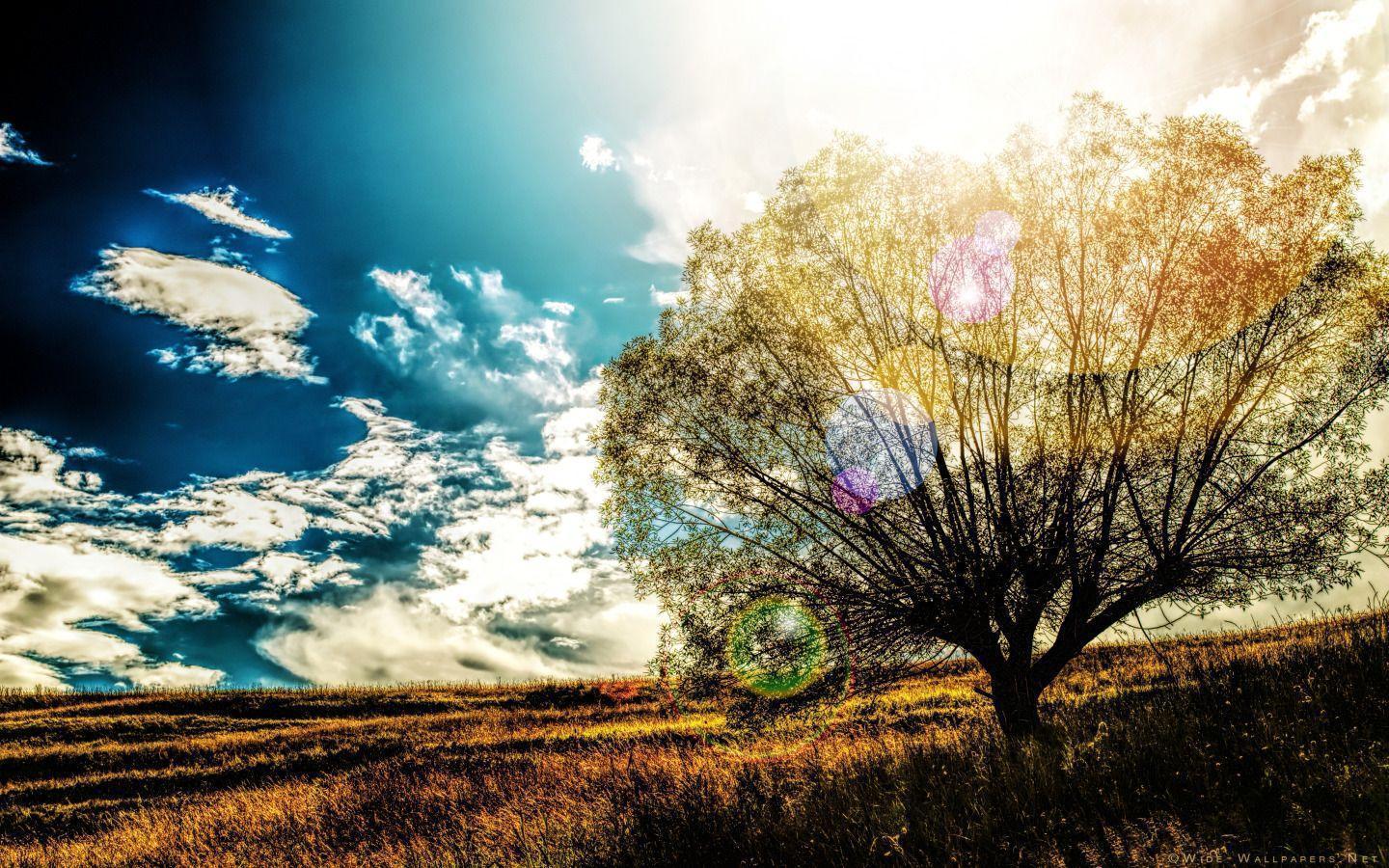 Lonely Tree in the Field _ Lens Flare widescreen wallpaper. Wide