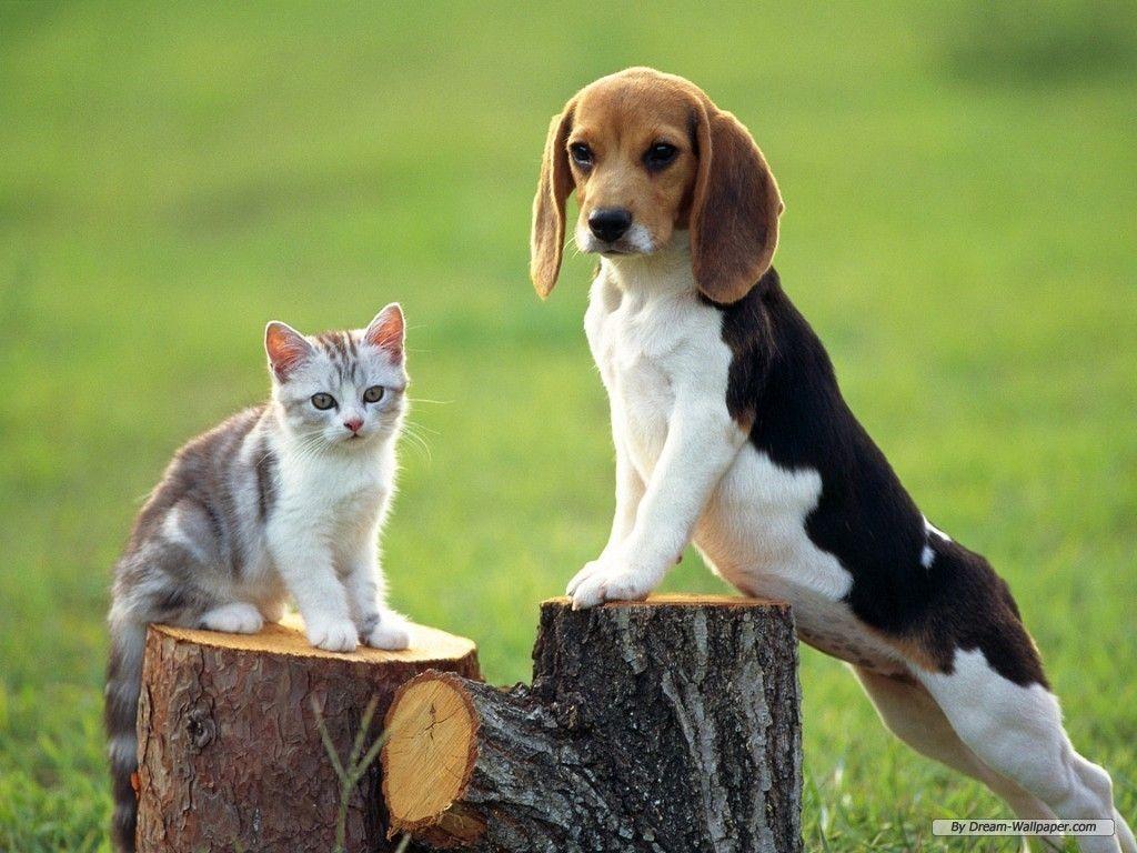 beagle. Animals.usually cats and beagles. Dog
