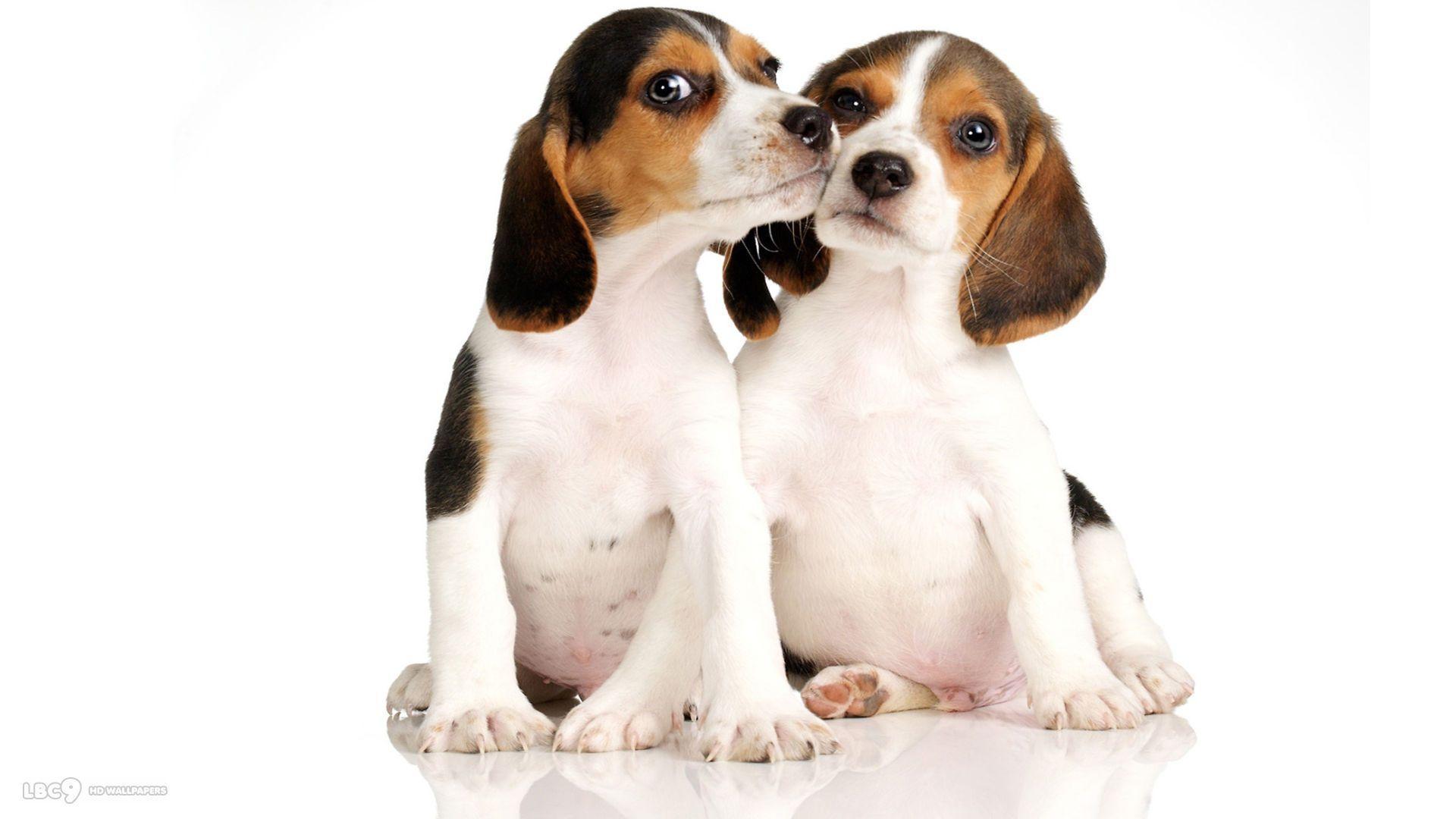 Cute Beagle Puppies