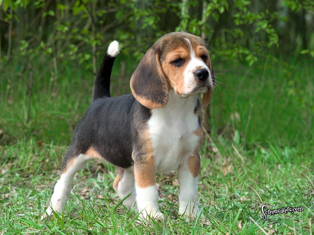 Beagle Puppy Wallpaper