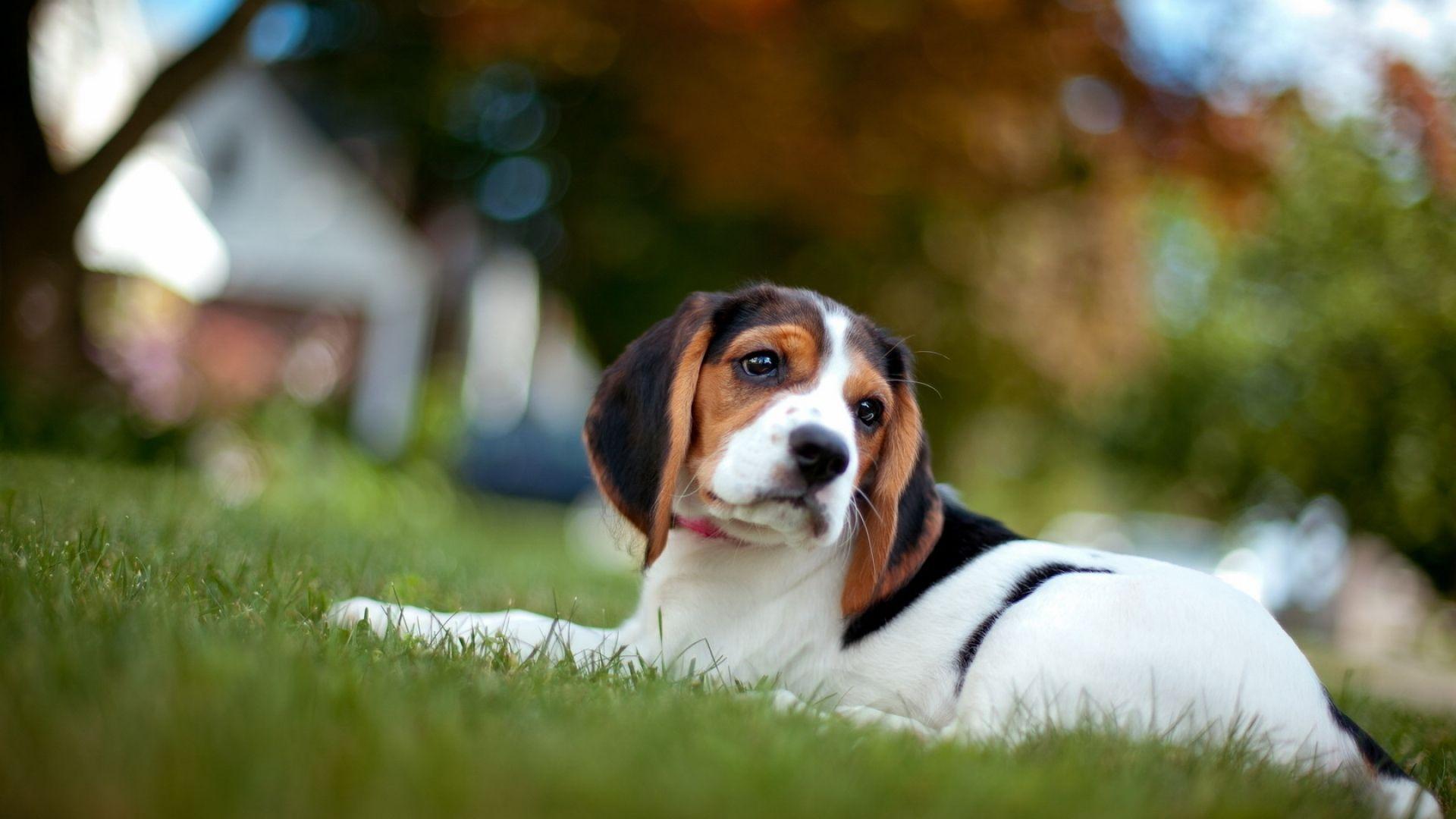 Beagle Wallpaper, Magnificent HDQ Beagle Image Magnificent 49