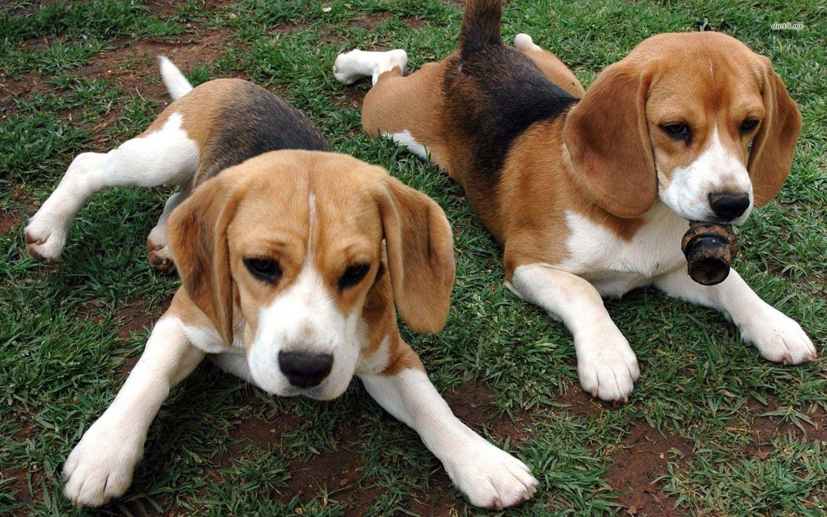 Beagle Puppies Wallpaper