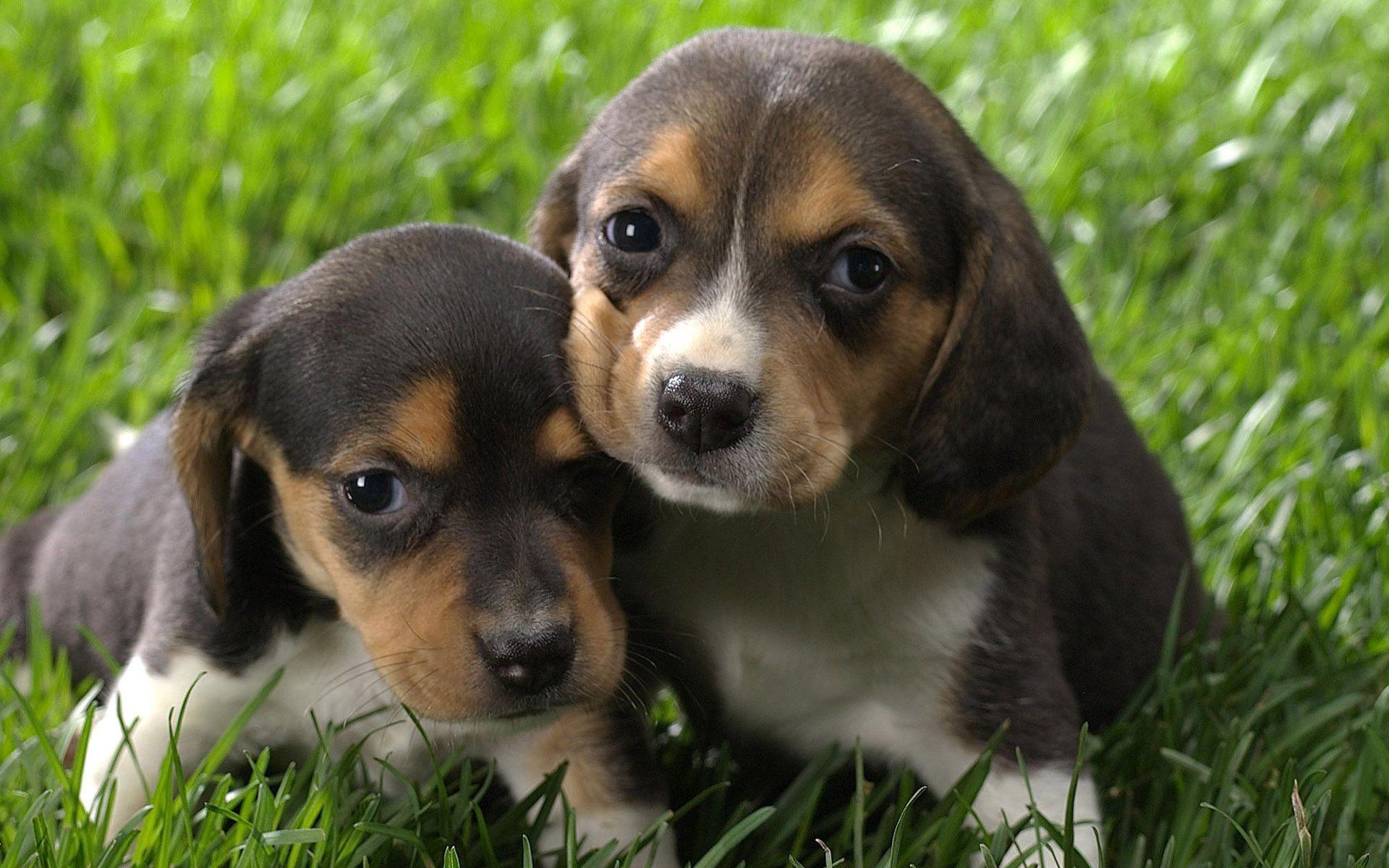 Beagle Puppy Wallpaper