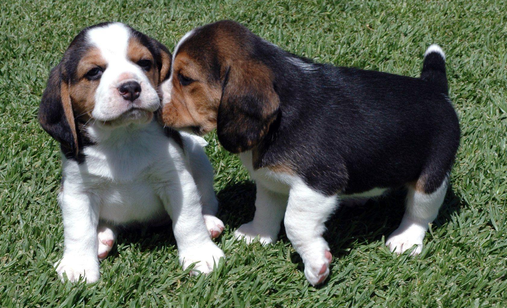 Beagle Puppies Wallpaper