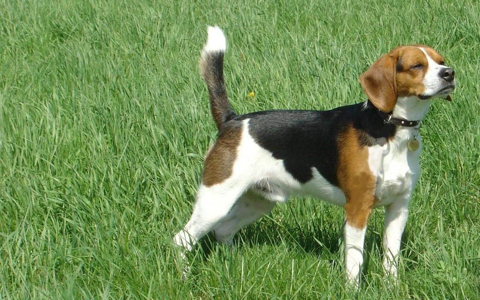 Beagle Puppies wallpaper. Beagle Puppies
