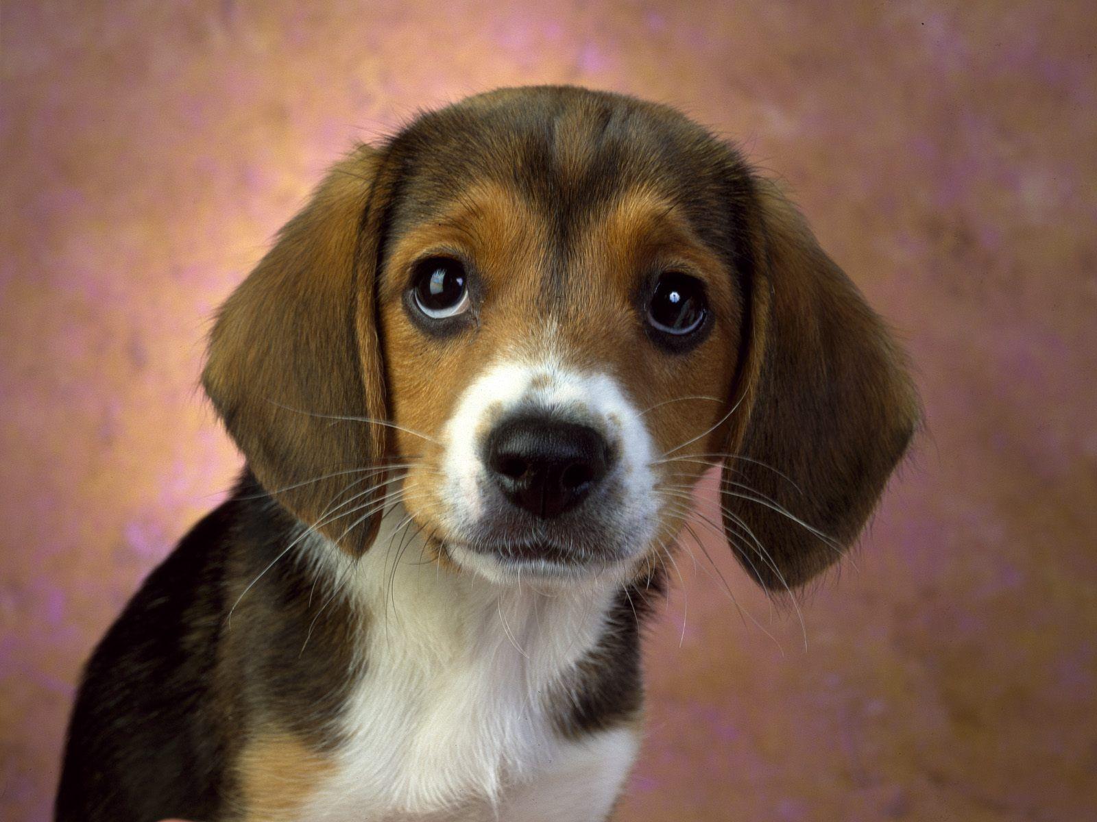Beagle and Curious. Puppys, Beagle hound and Beagles