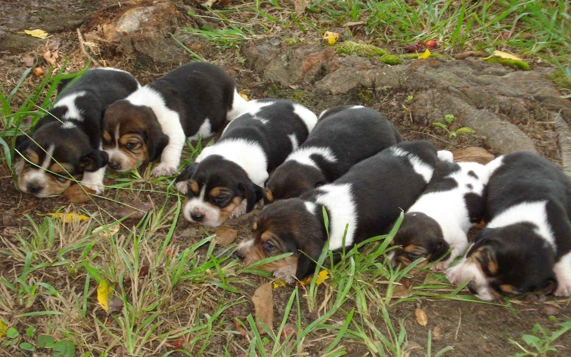 Beagle Puppies wallpaper. Beagle Puppies