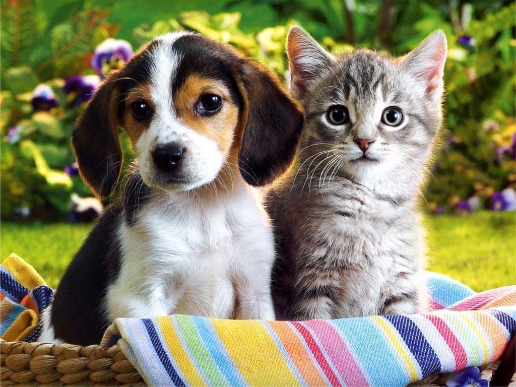 Beagle Puppy And Silver Tabby Kitten. I love beagles. and kittens