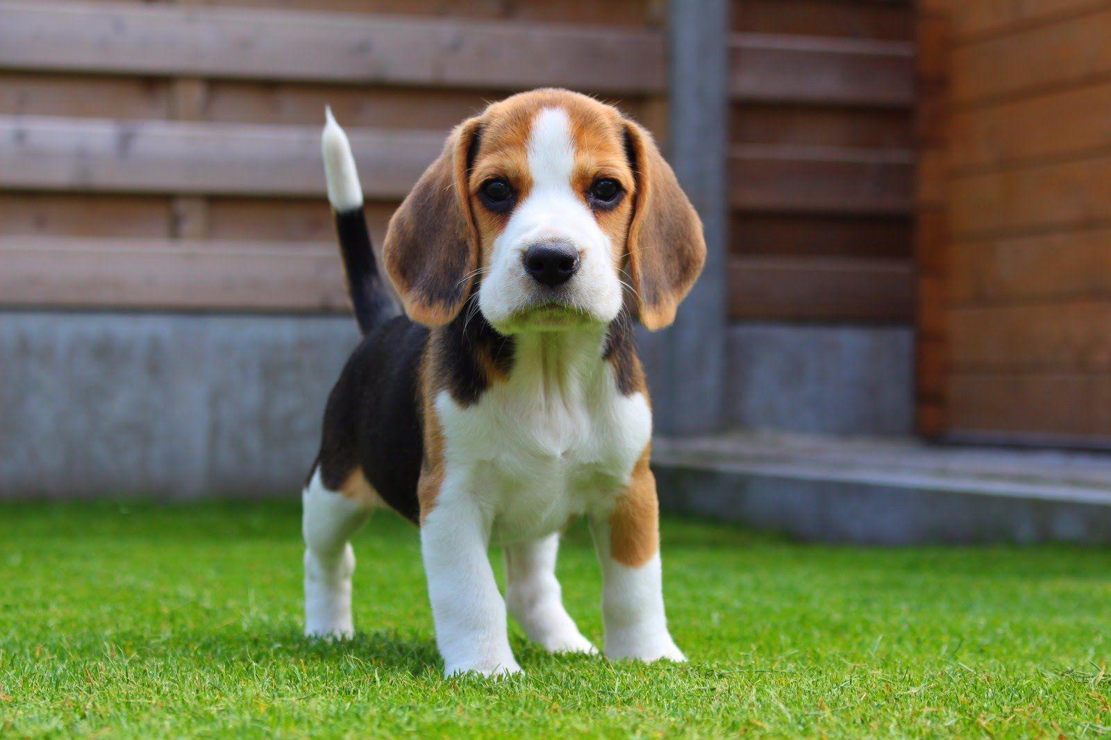 Beagle HD Background Abyss With Puppies For Wallpaper Picture Of