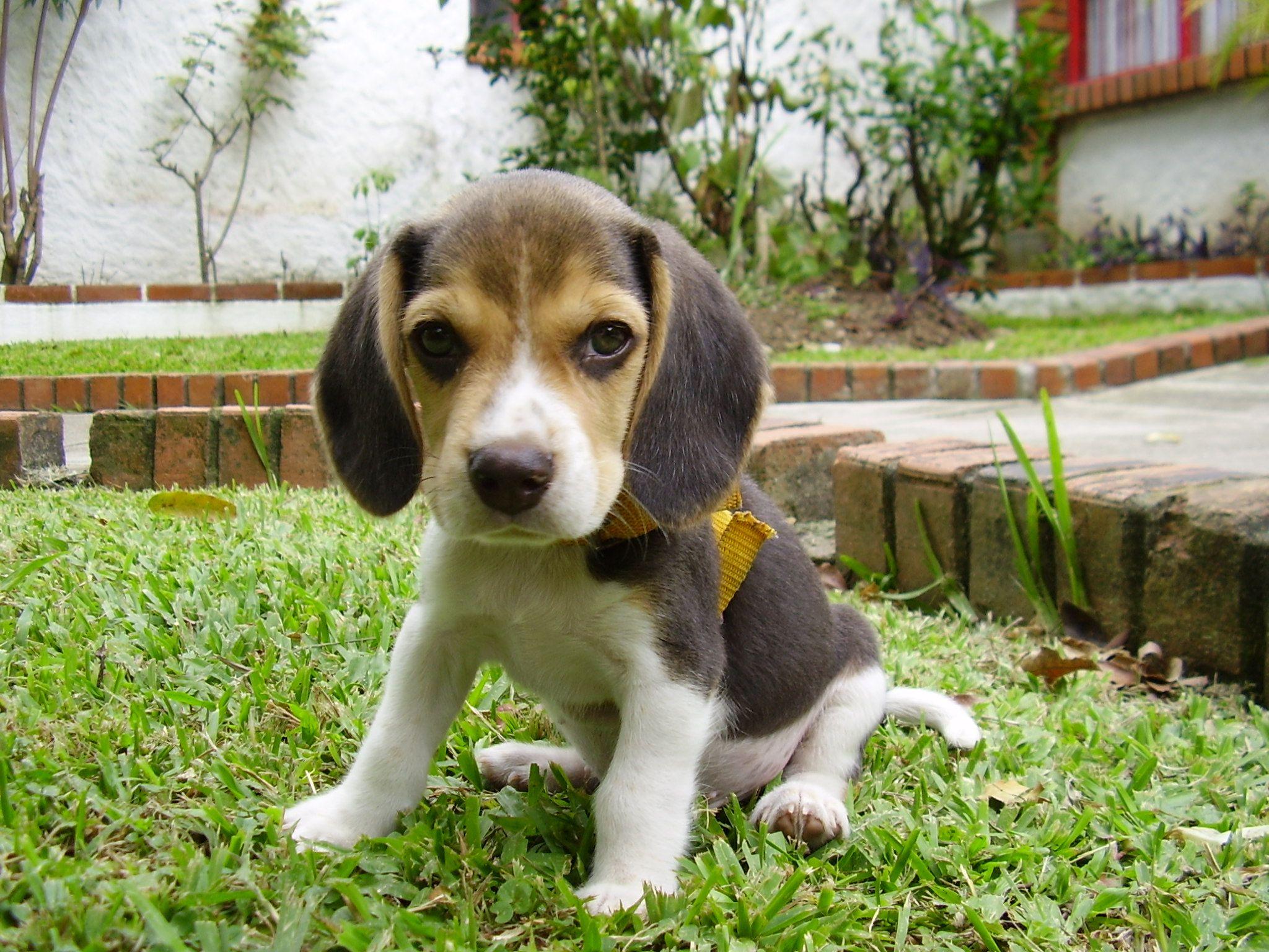 Beagle Puppy wallpaperx1536