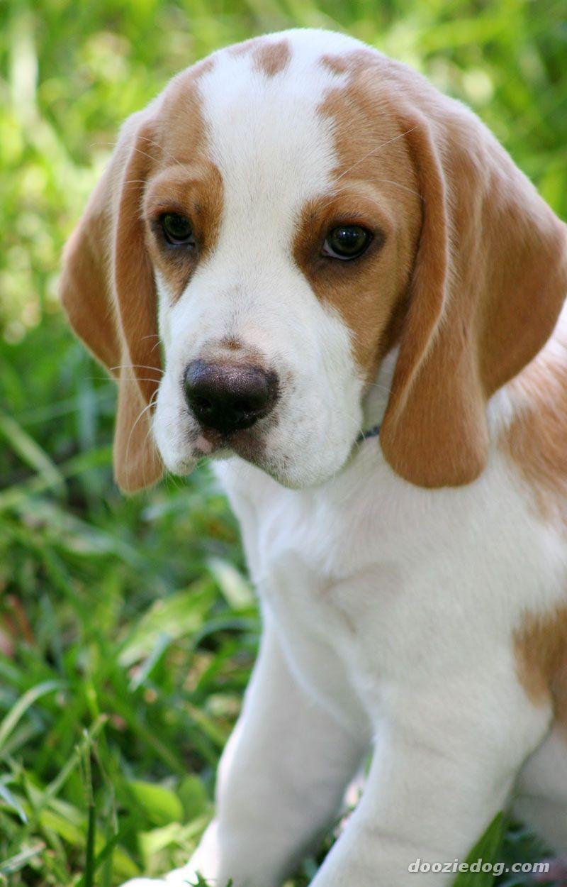 Beagle Puppies Wallpapers - Wallpaper Cave