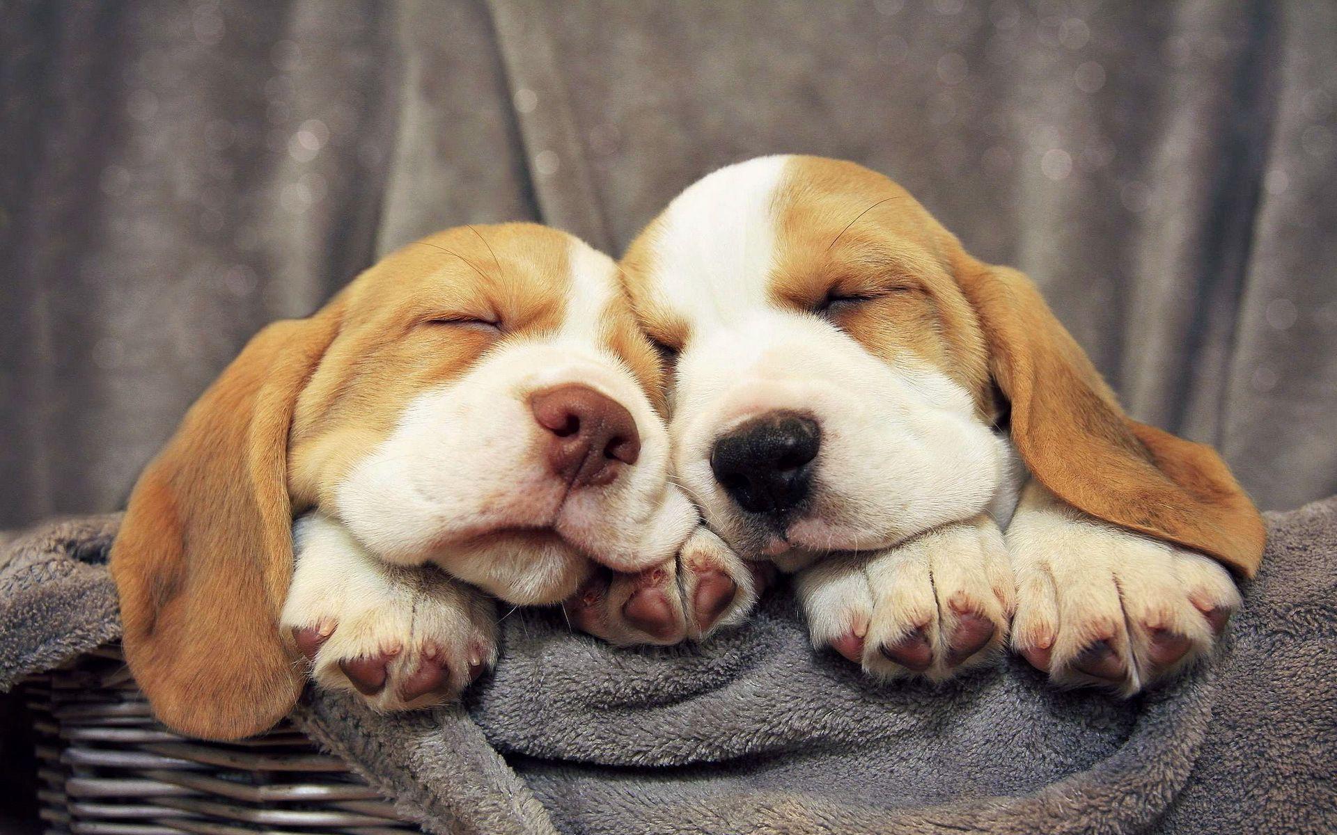 Beagle puppies Wallpaper