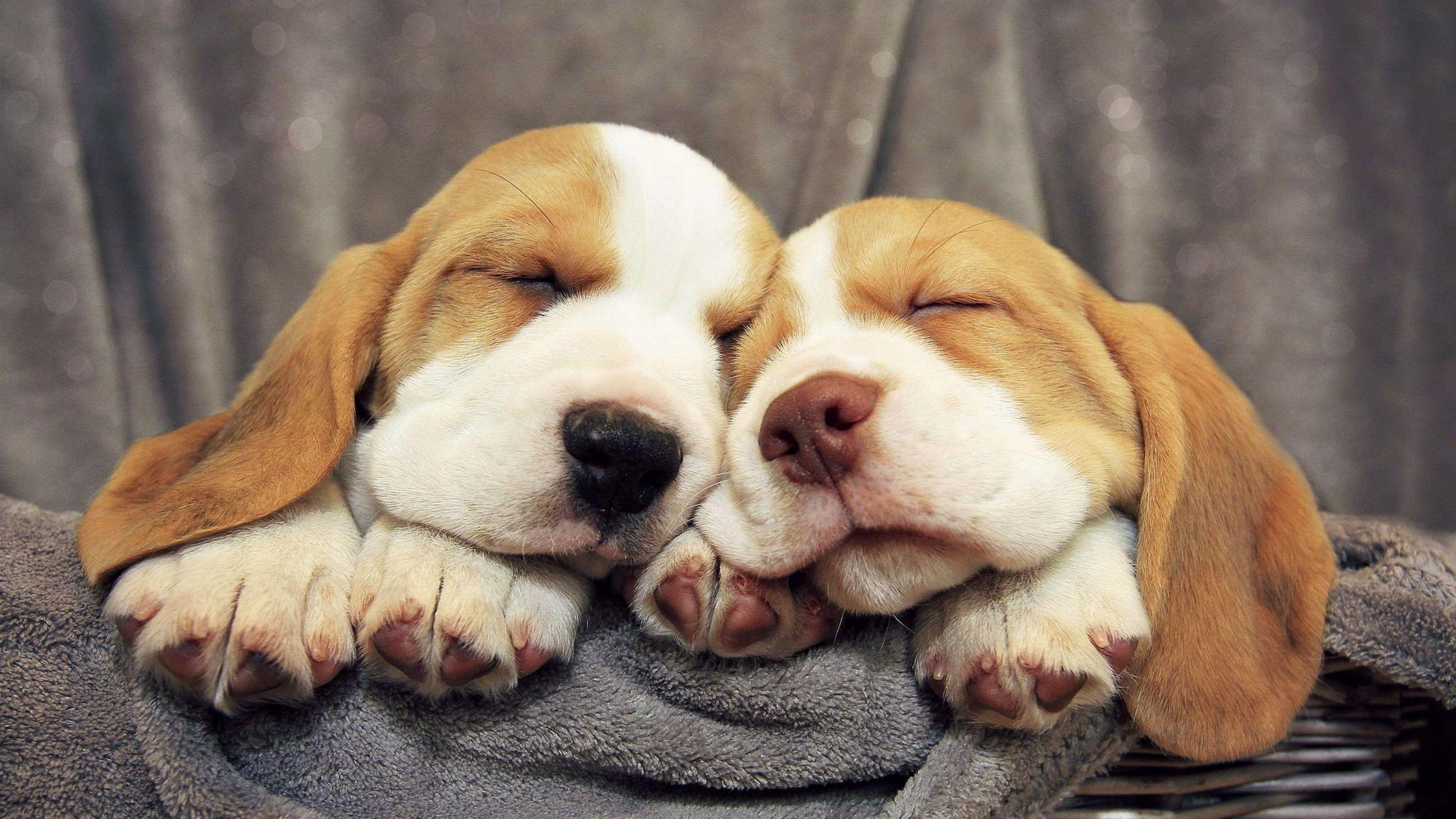 Best Image About Beagles Pocket Beagle Puppys Background With