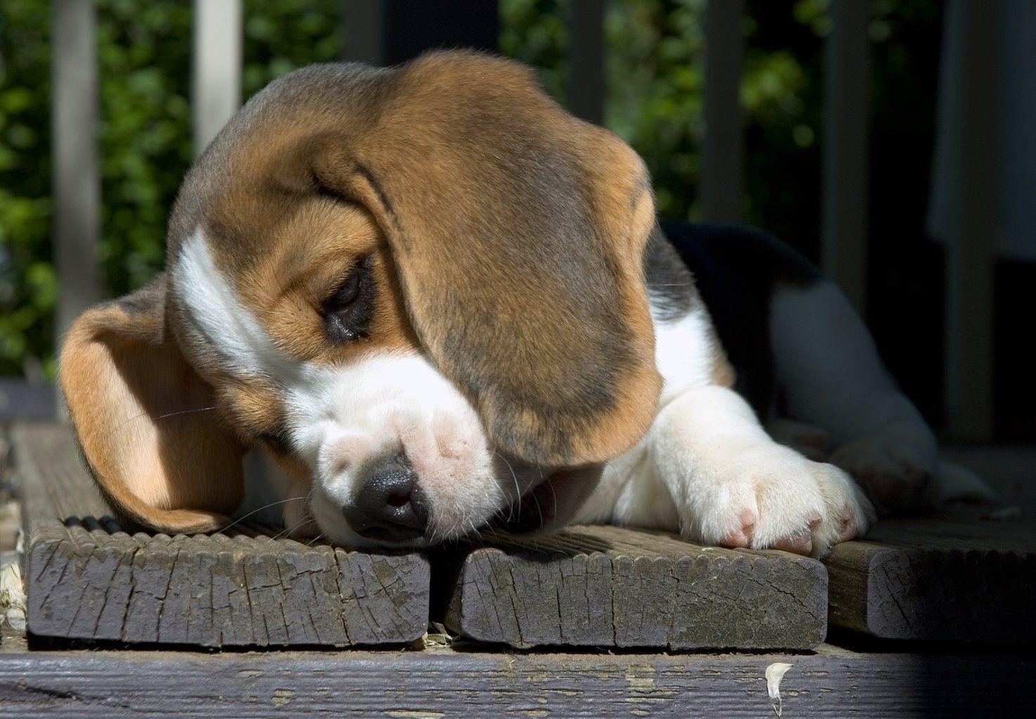 Beagle Wallpaper, Picture, Breed Info