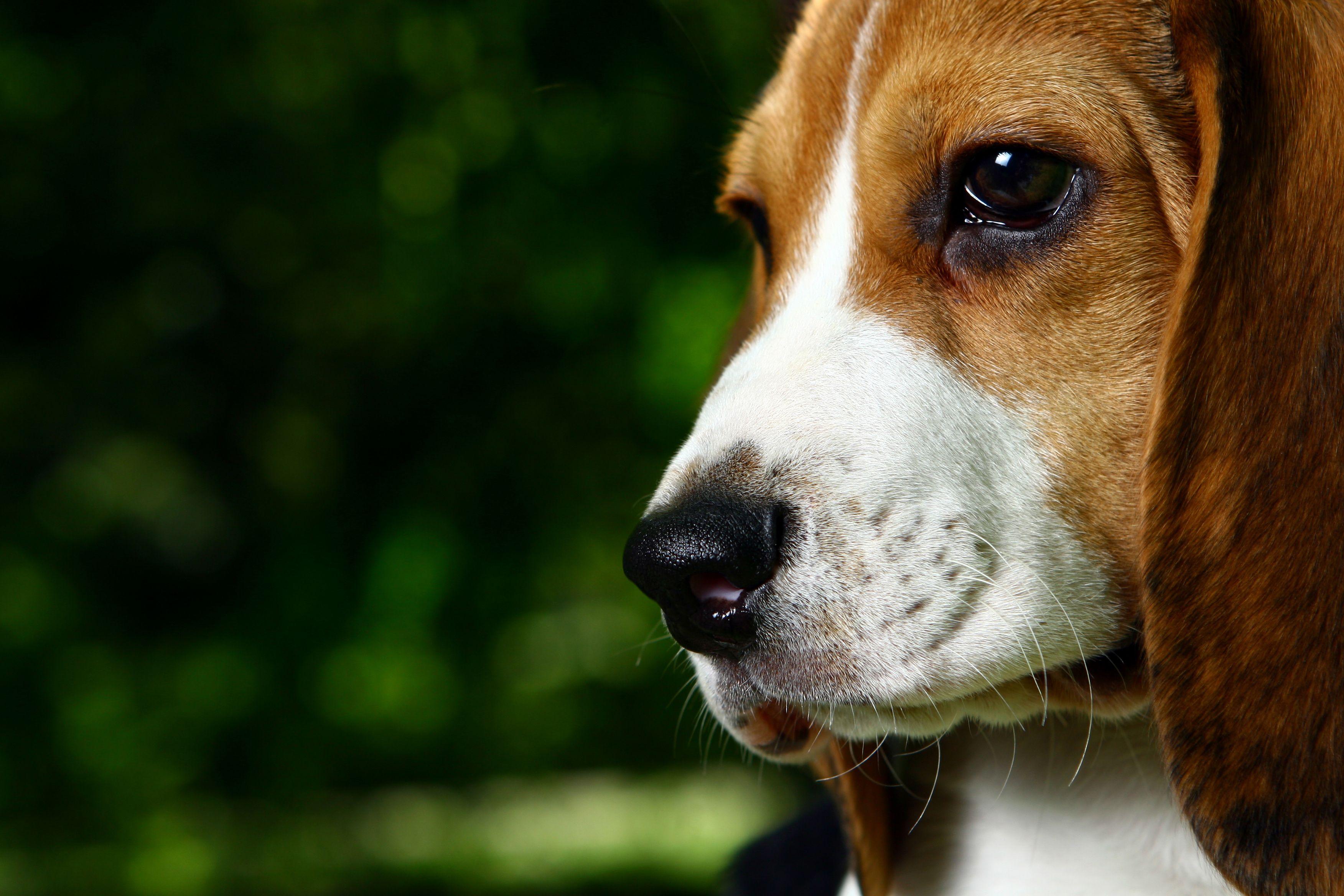 Free Beagle Wallpaper