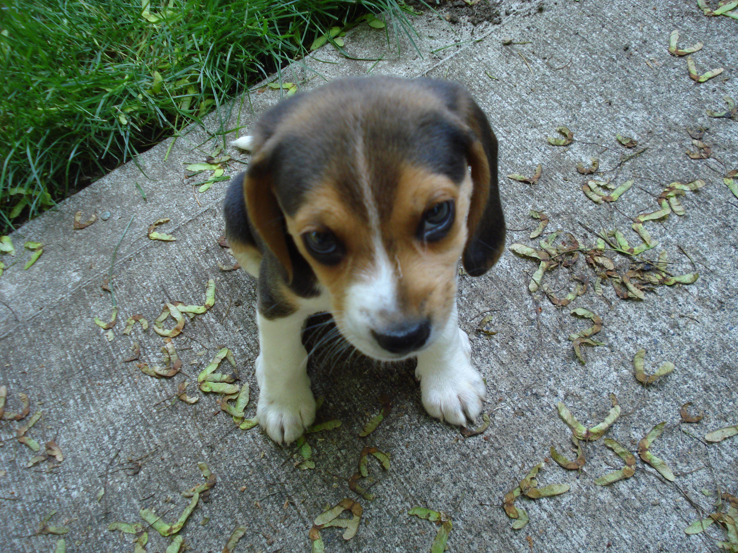 Beagle Puppies Wallpapers - Wallpaper Cave