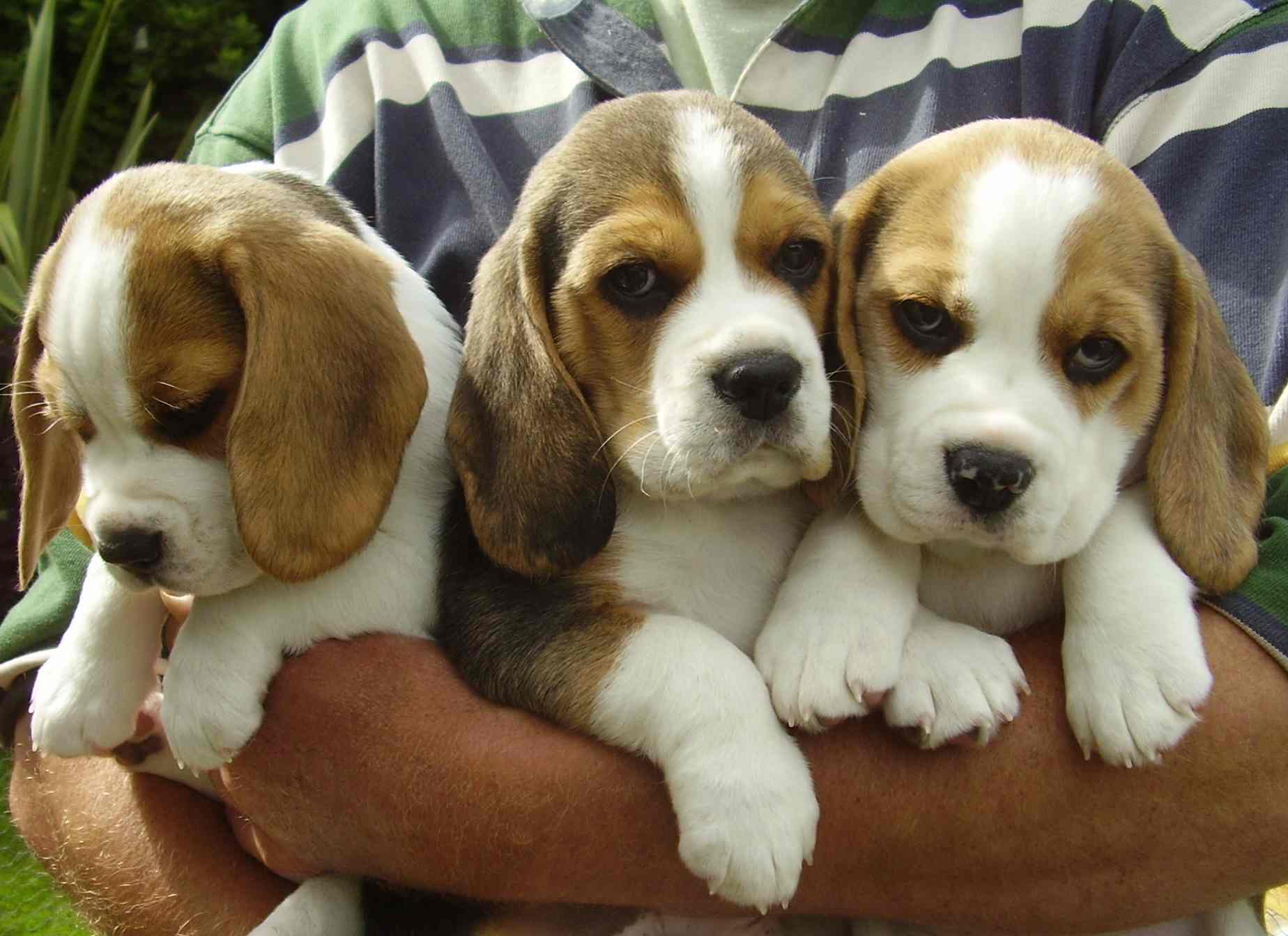 best image about Beagles. Puppy picture, Beagle