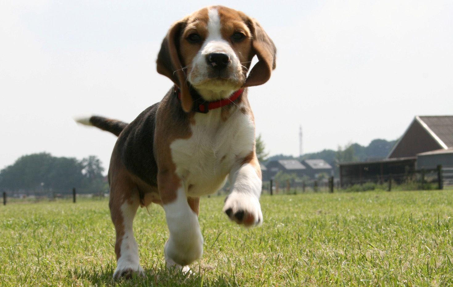 Dogs Beagles