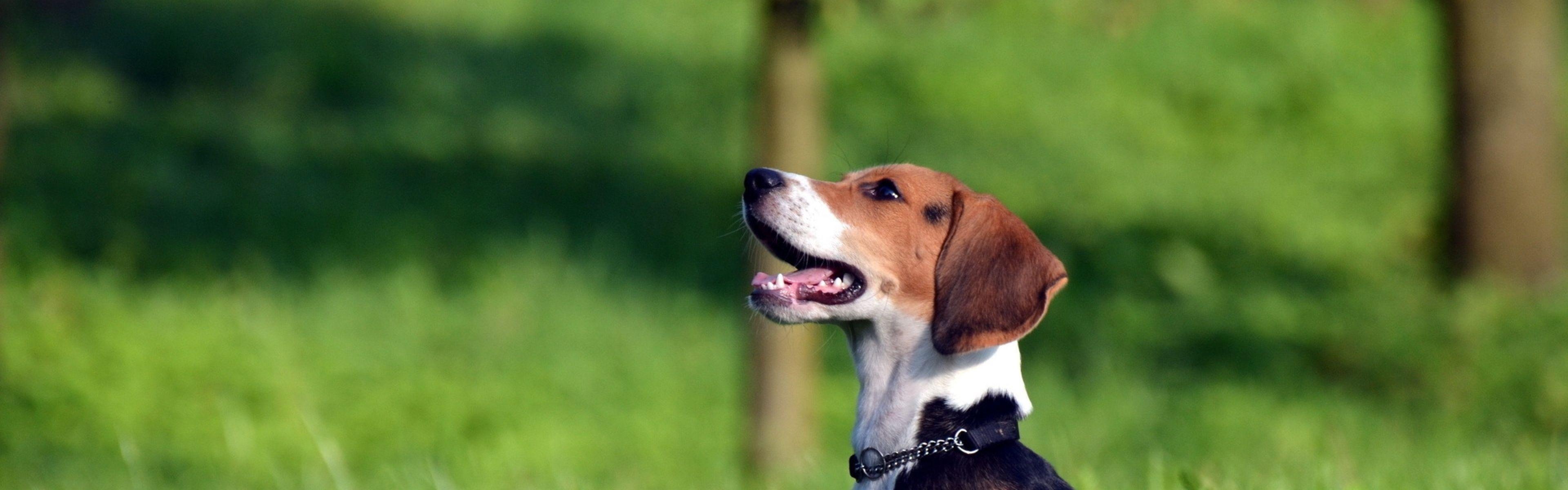 Download Wallpaper 3840x1200 Beagle, Brindle, Grass, Playful
