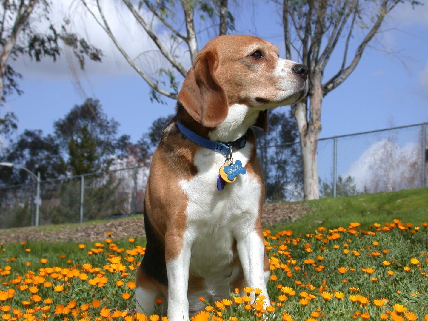 Beagle Puppy wallpaper. Free Animal Wallpaper