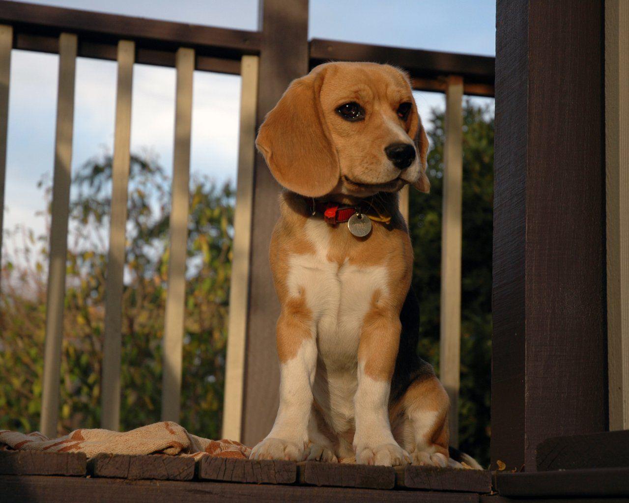 Beagle Wallpaper, Picture, Breed Info