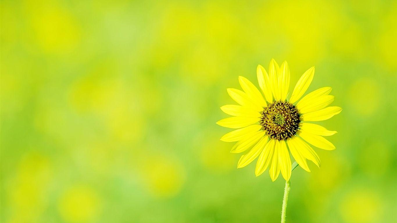 Huang Wallpaper wallpaper download -10wallpaper.com