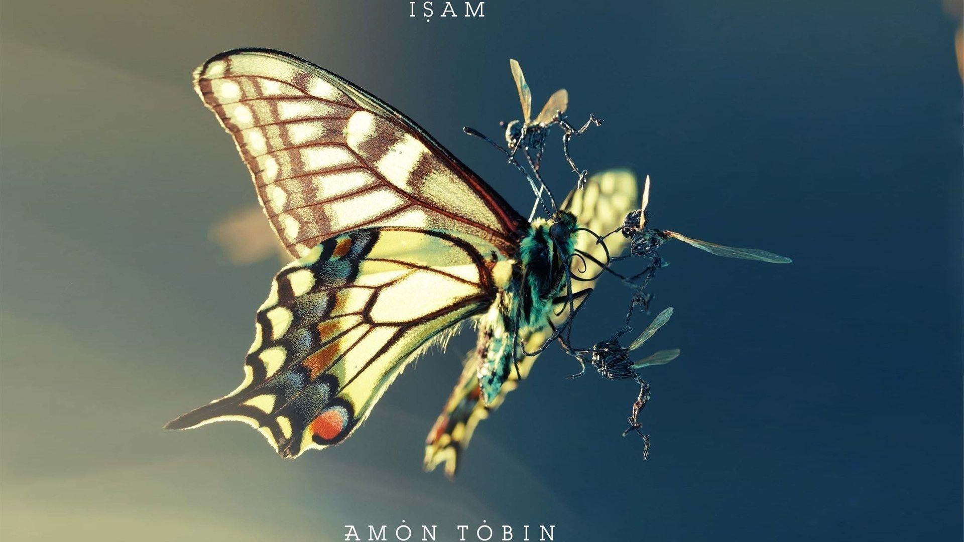 Moth, Amon Tobin, Insects, The Struggle Wallpaper