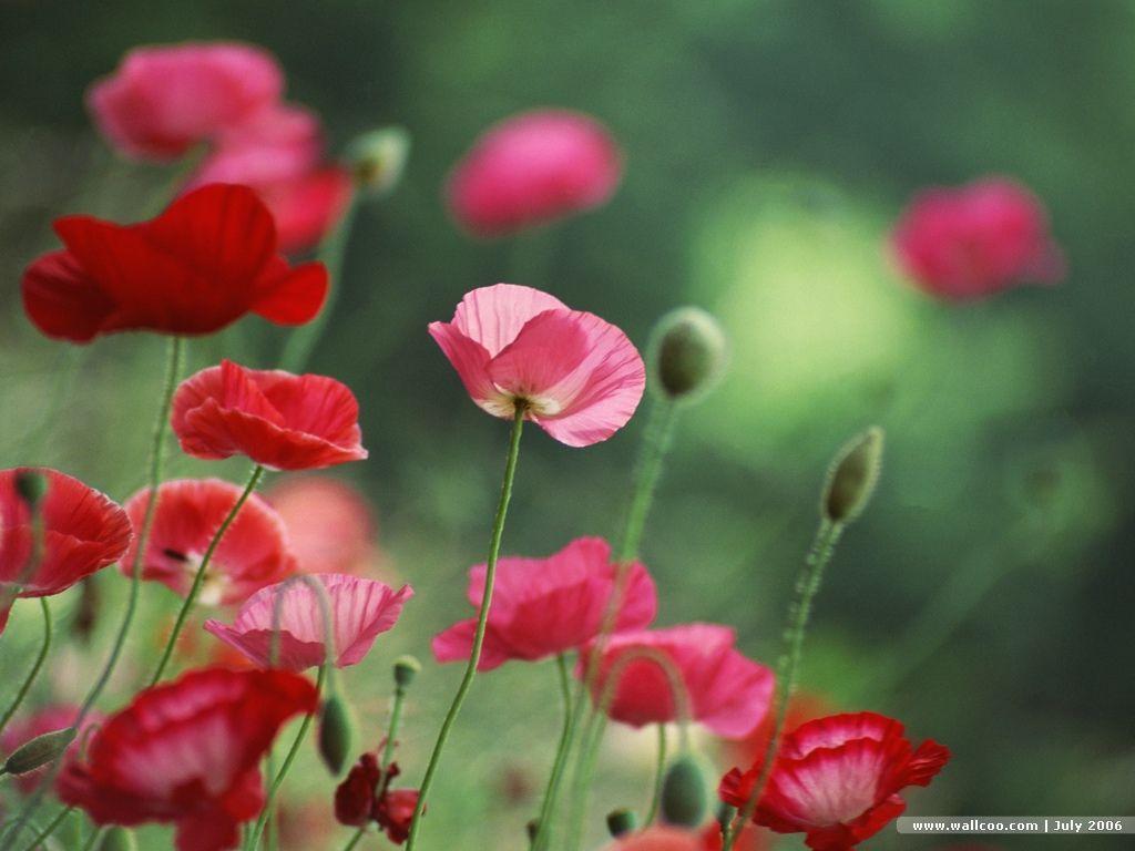 Poppy Flowers, Poppy Field, Poppy Garden 1024x768 Wallpaper 10
