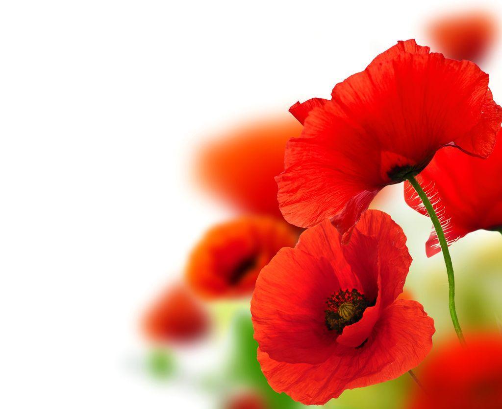 Red Poppy Flower, Close Up Wallpaper, HD Image, Picture