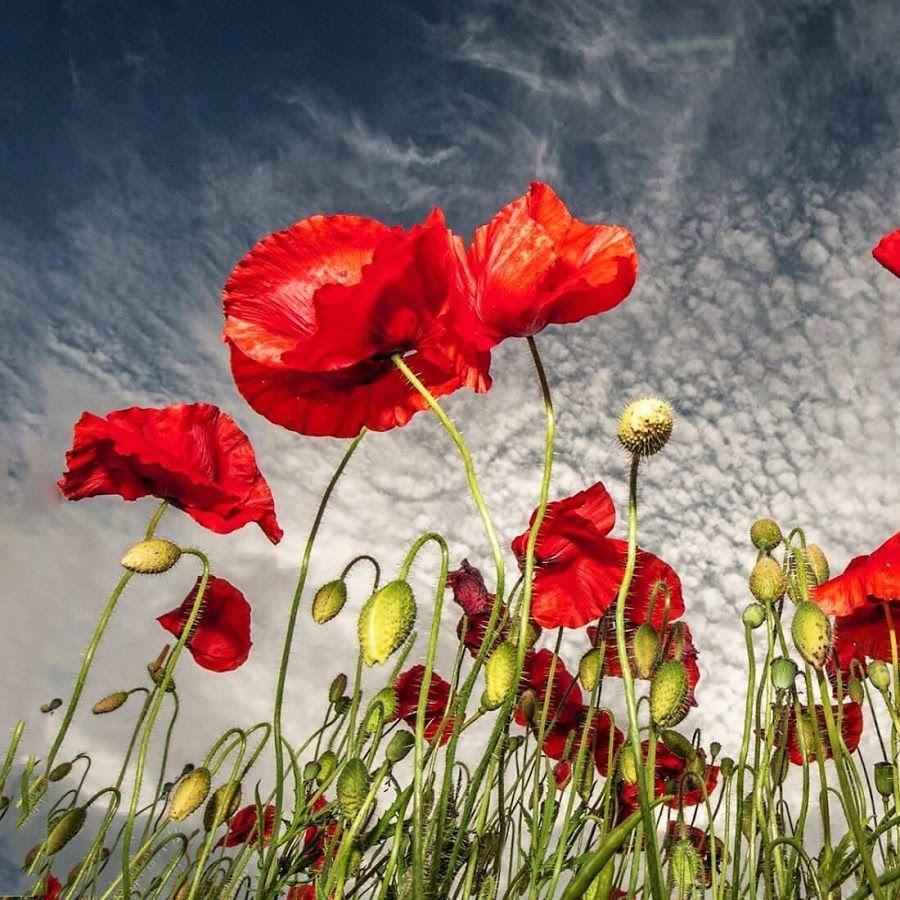 Red Poppy Live Wallpaper Apps on Google Play