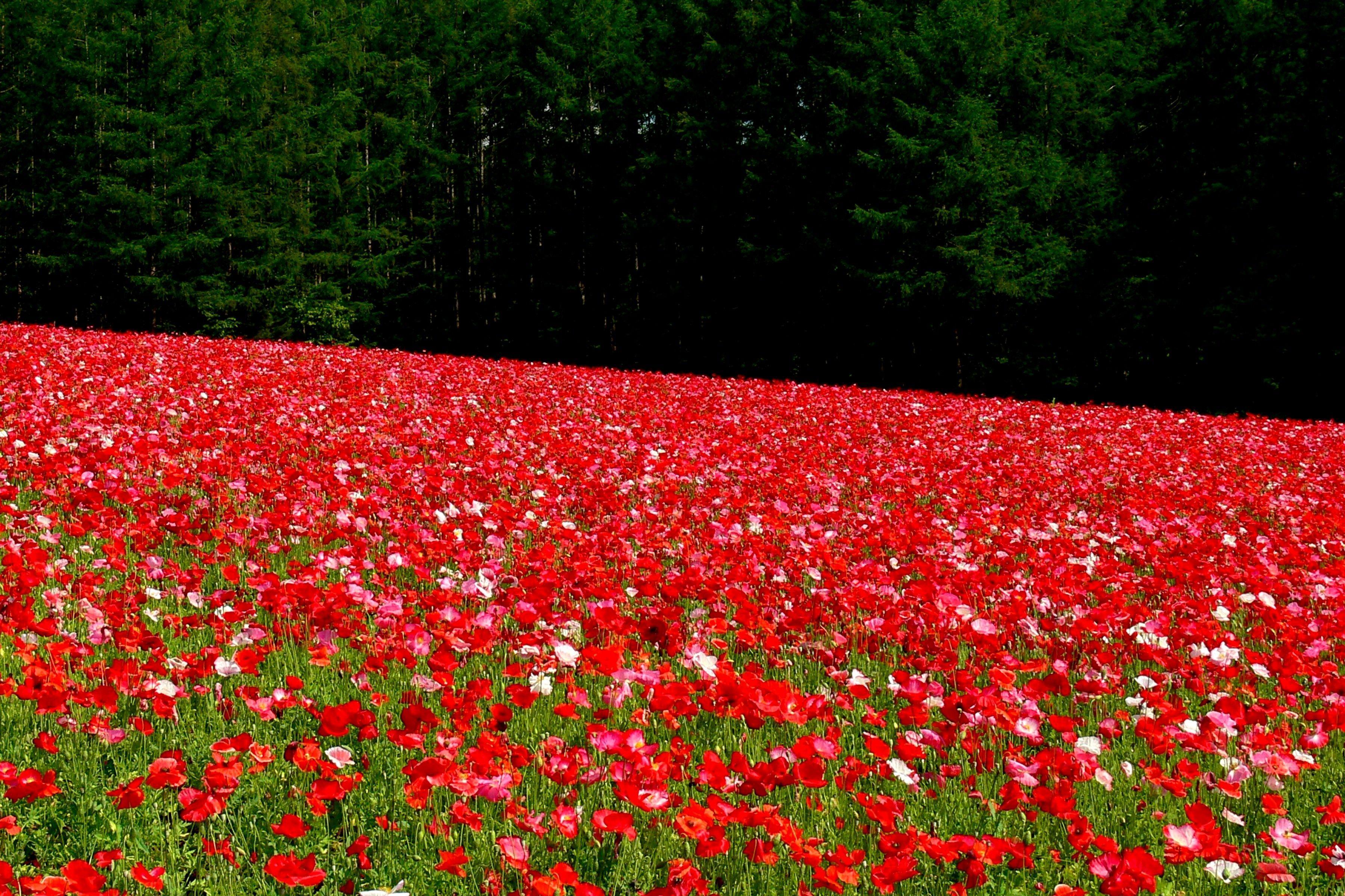 Fields: Field Corn Poppy Garden Red Elysian Fields Wallpaper