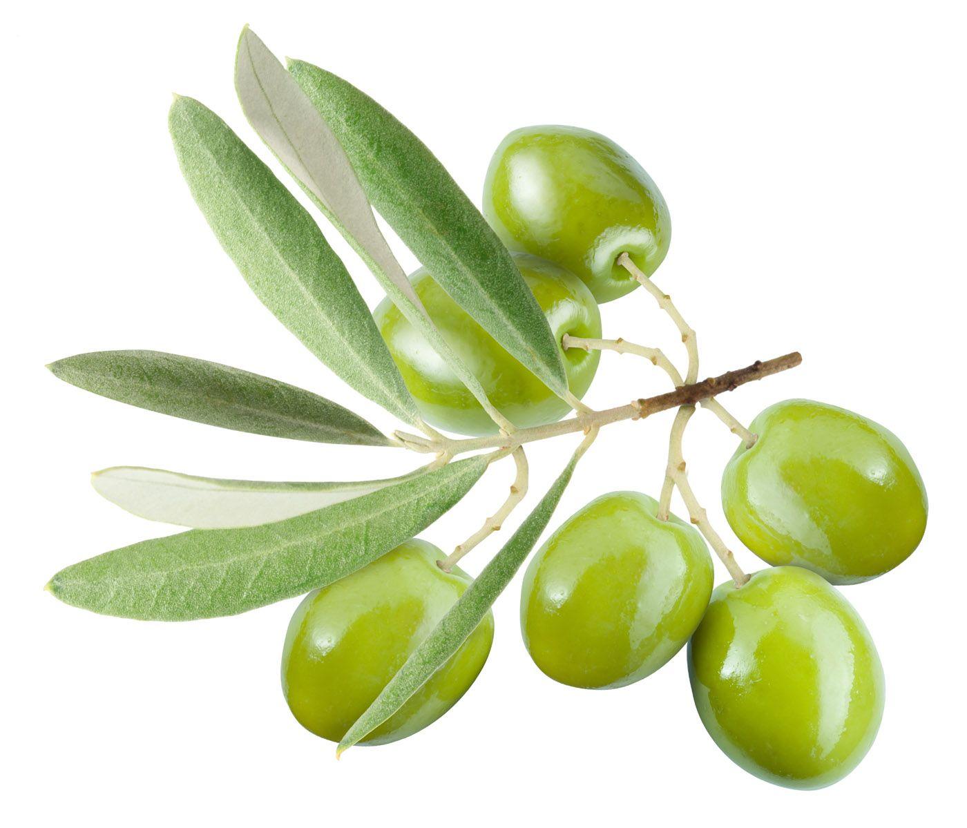 Olive Wallpapers - Wallpaper Cave
