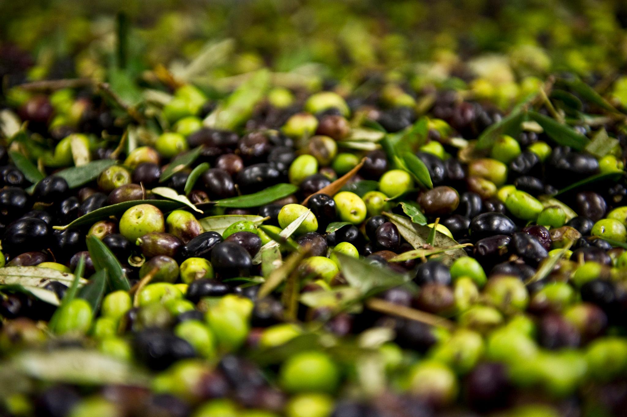 Olive Wallpapers - Wallpaper Cave