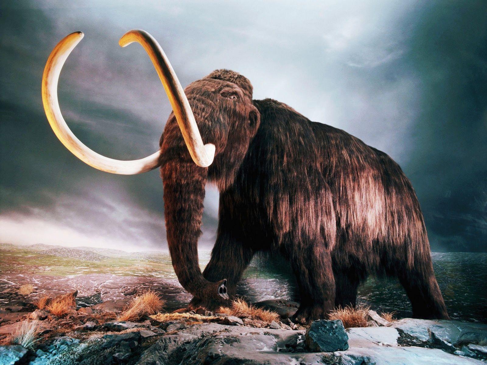 Woolly Mammoth Wallpaper